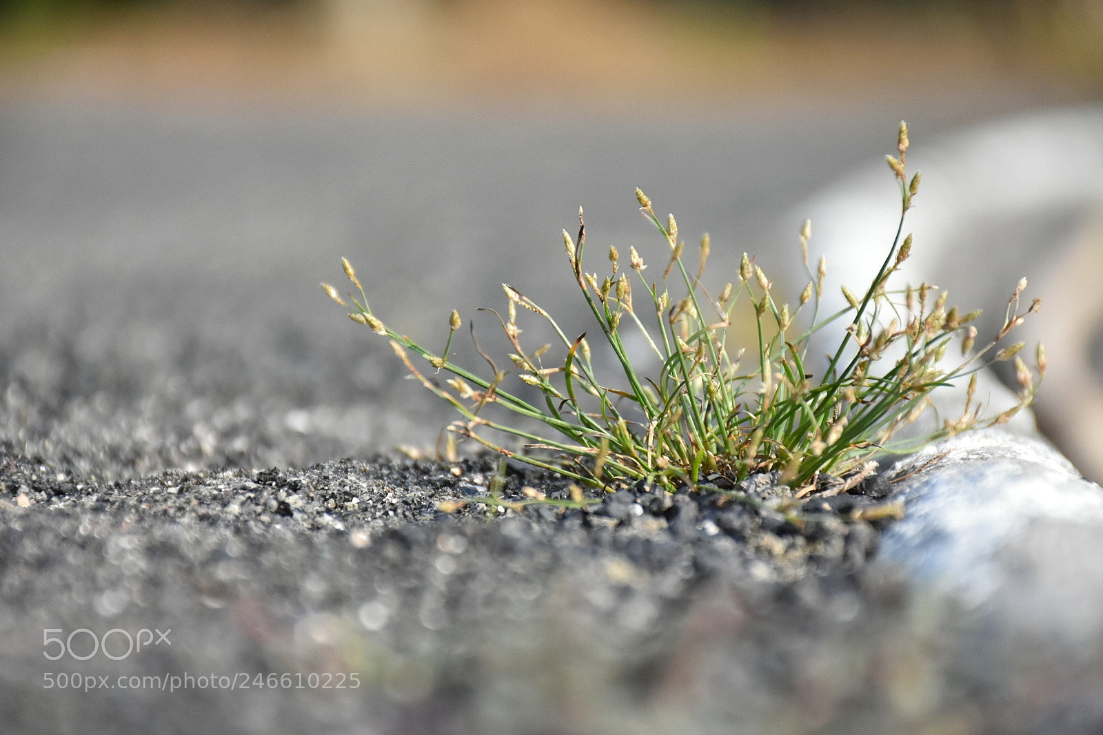 Nikon D7200 sample photo. Untitled photography