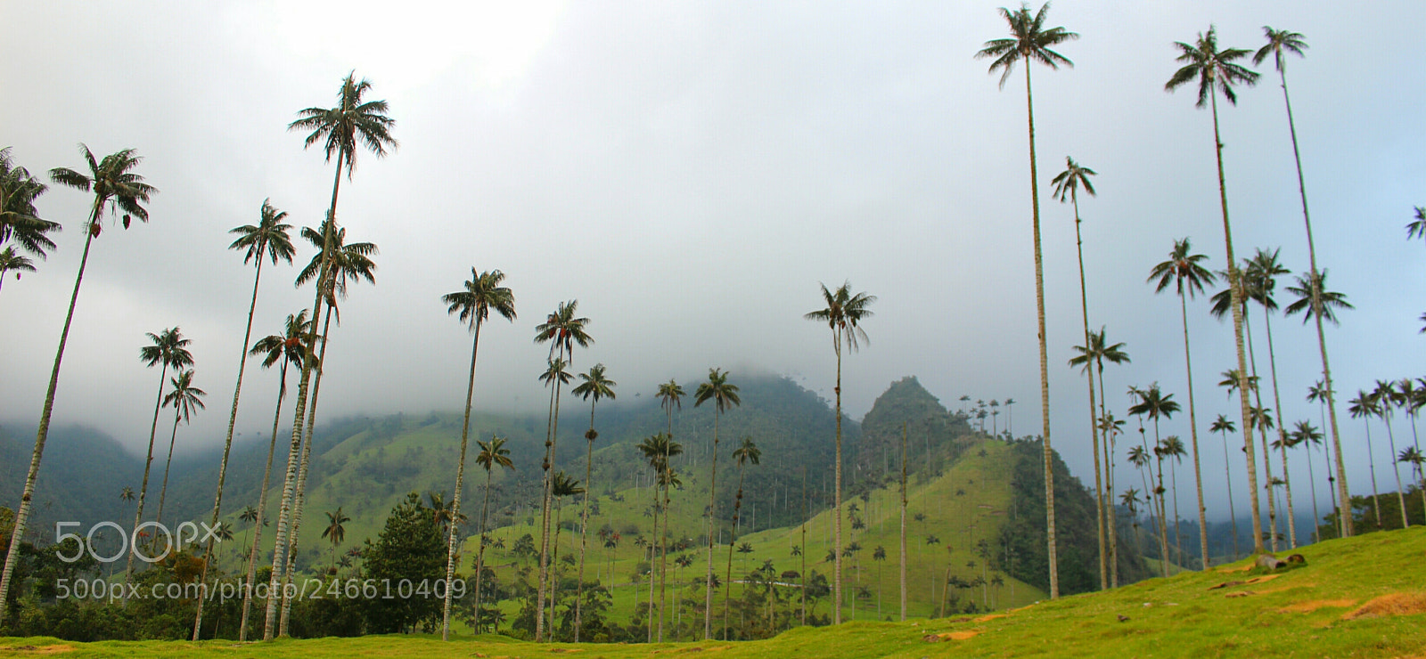 Canon EOS 100D (EOS Rebel SL1 / EOS Kiss X7) sample photo. Cocora valley photography