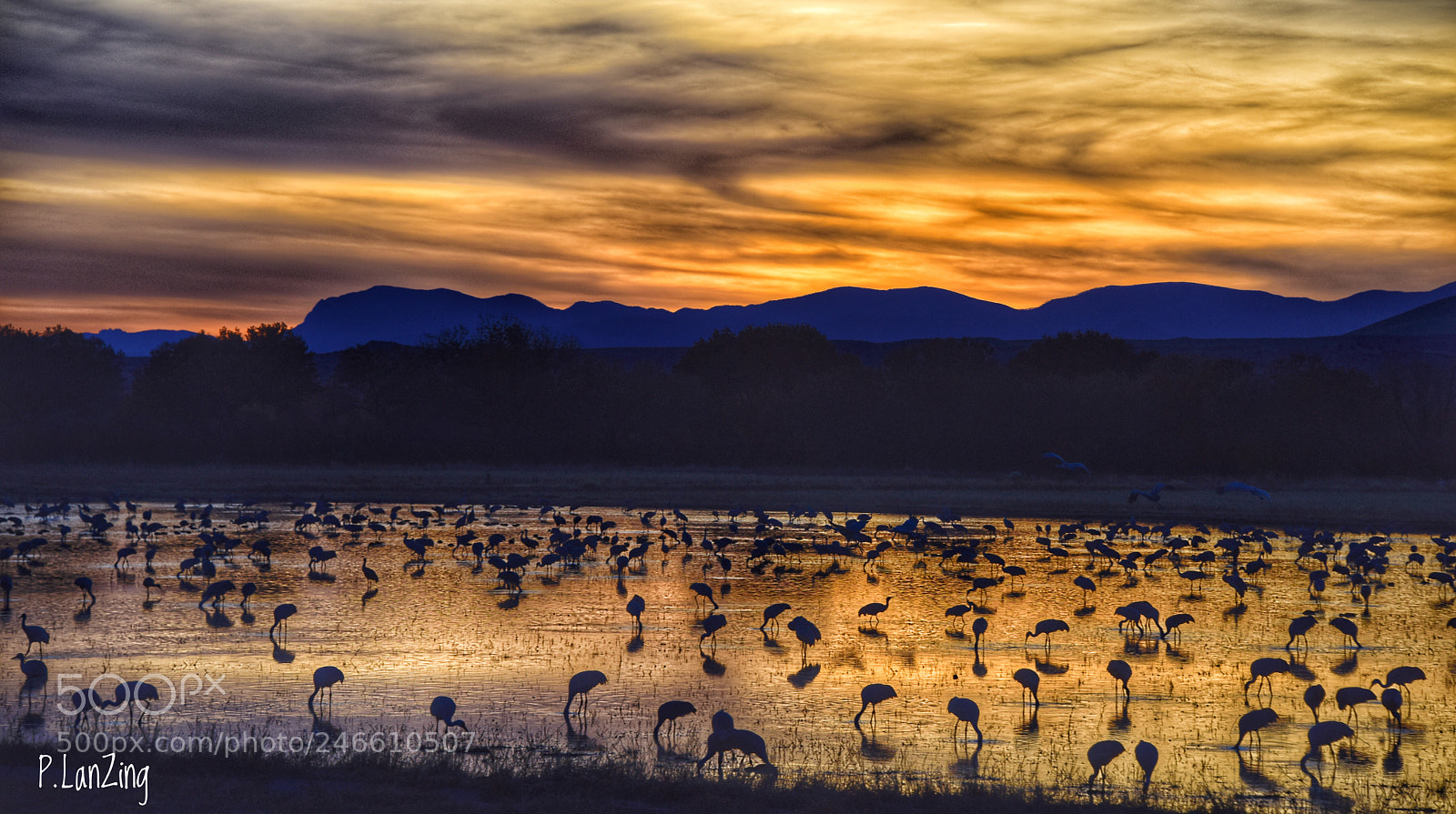 Nikon D810 sample photo. Sandhill cranes at sunset photography