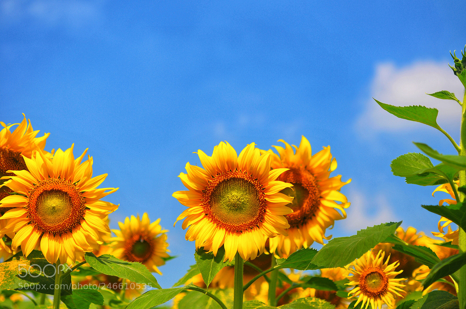 Nikon D300 sample photo. Sunflowers on blue sky photography