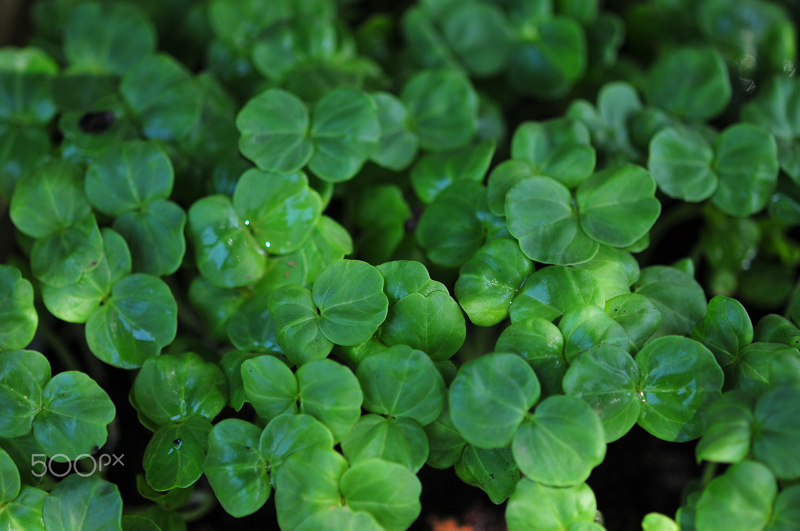 Nikon AF-S Micro-Nikkor 60mm F2.8G ED sample photo. Okra seedlings photography