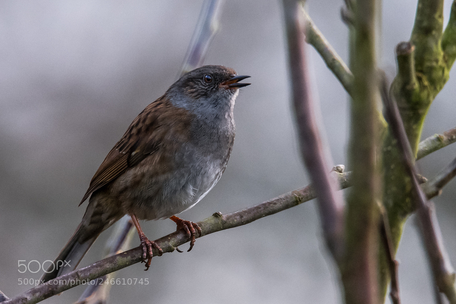 Nikon D850 sample photo. Hedge sparrow photography