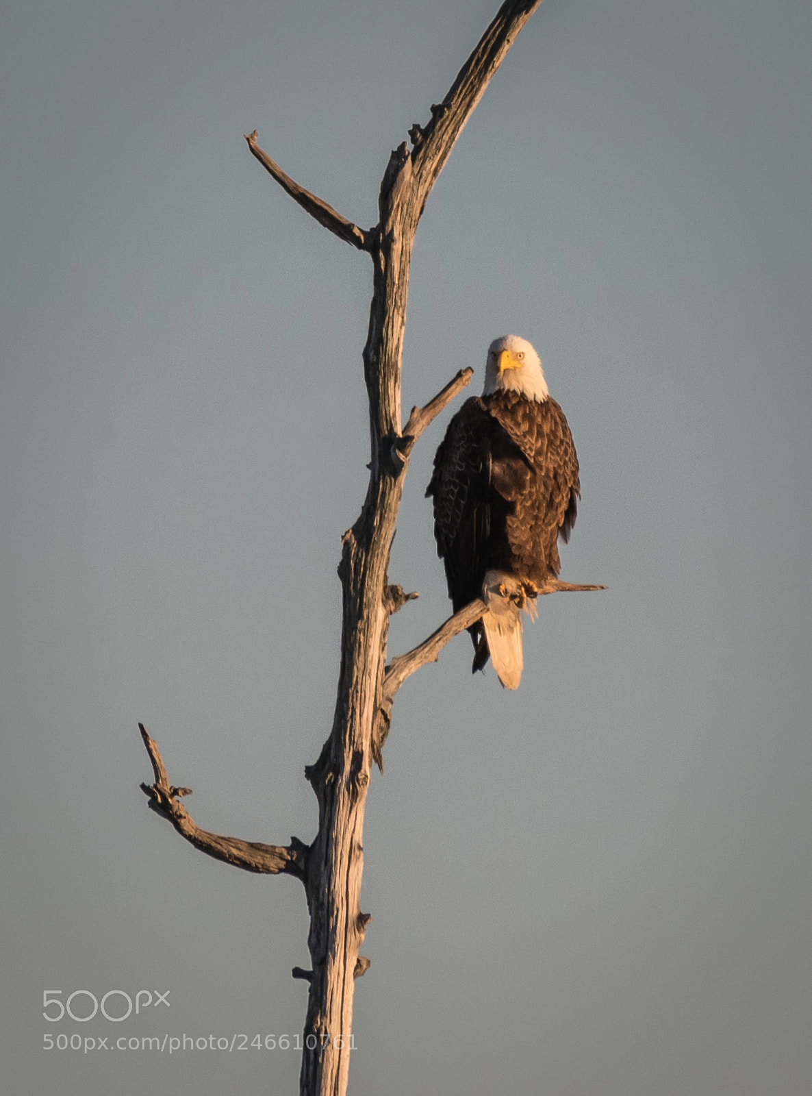 Nikon D850 sample photo. Bald eagle blackwater nwr photography