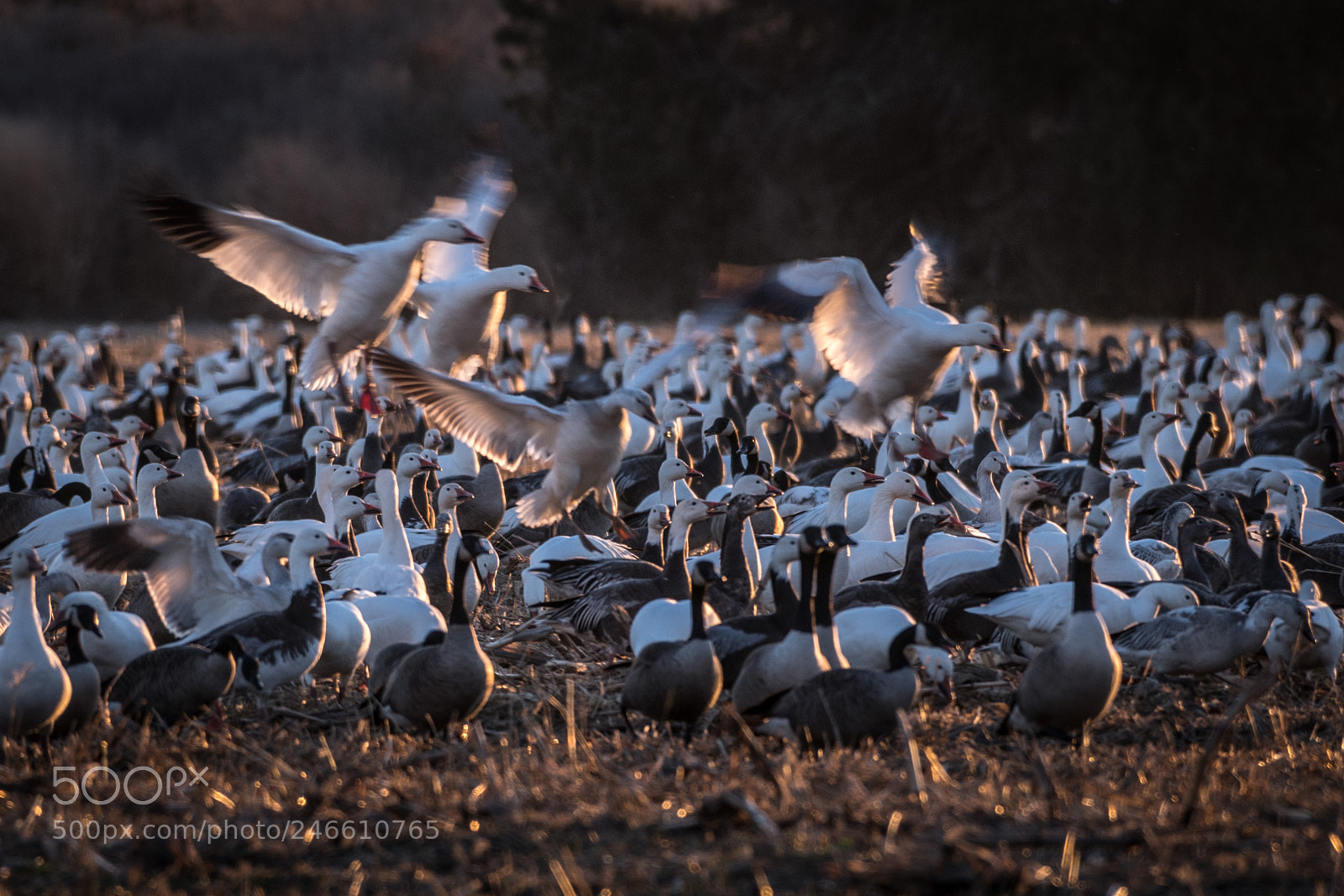 Nikon D850 sample photo. Snow geese blackwater nwr photography