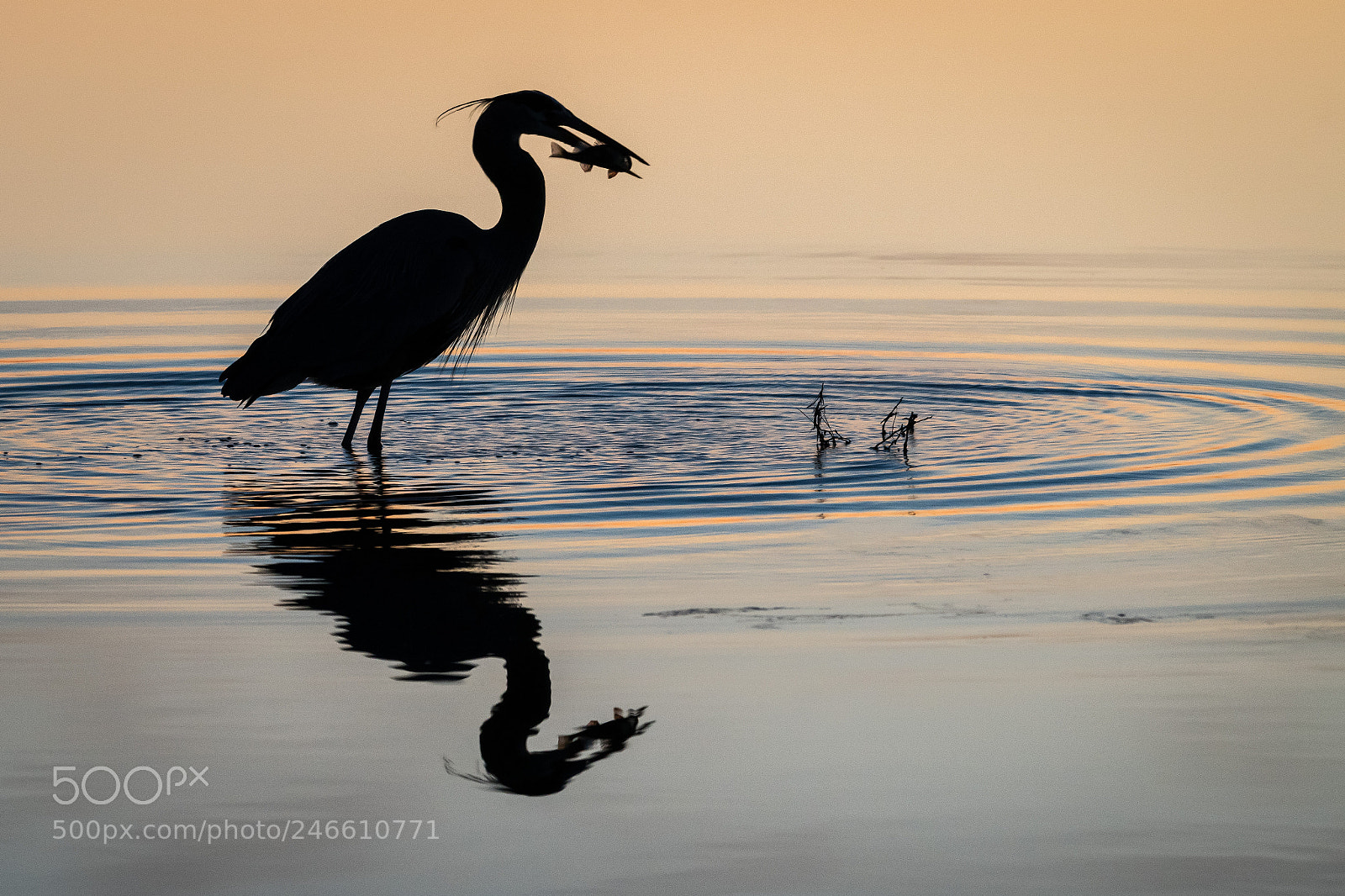 Nikon D850 sample photo. Great blue heron with photography