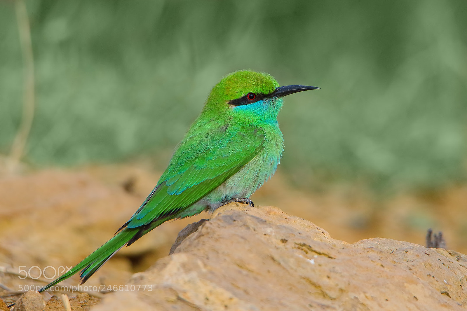Canon EOS 7D Mark II sample photo. Green bee-eater photography