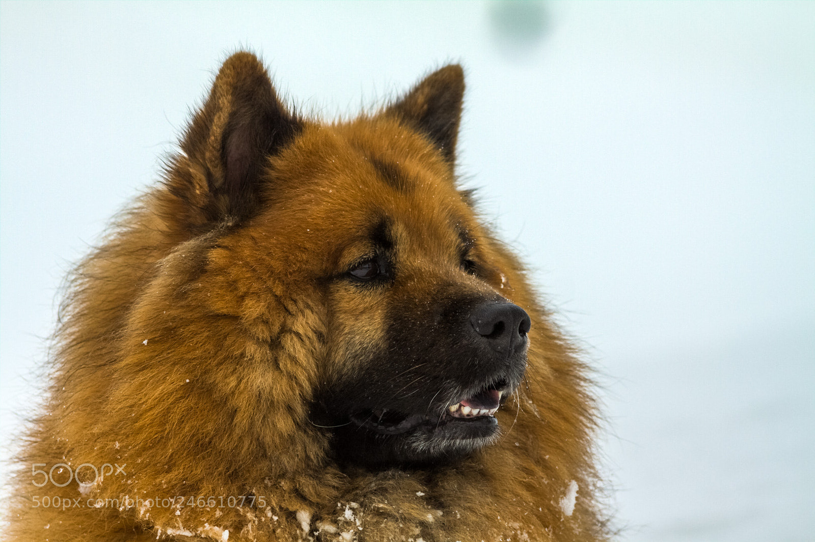 Canon EOS 50D sample photo. Eurasier photography