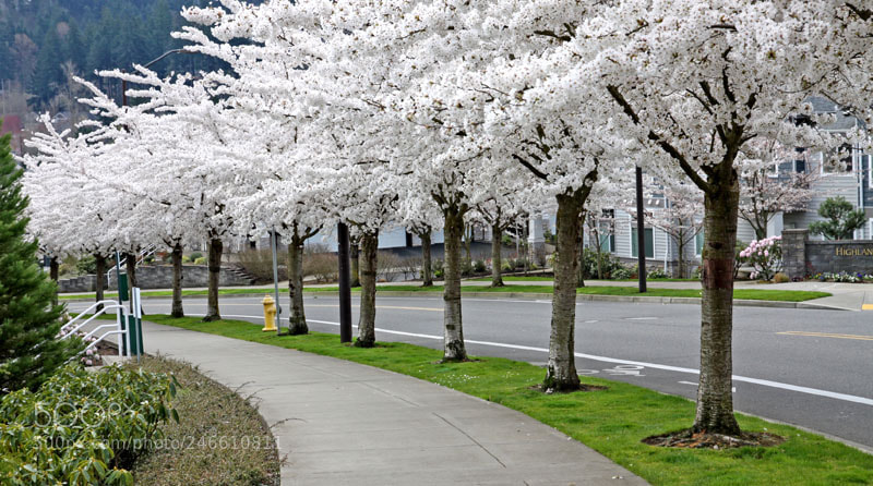 Canon EOS 50D sample photo. Cherry blossoms  photography