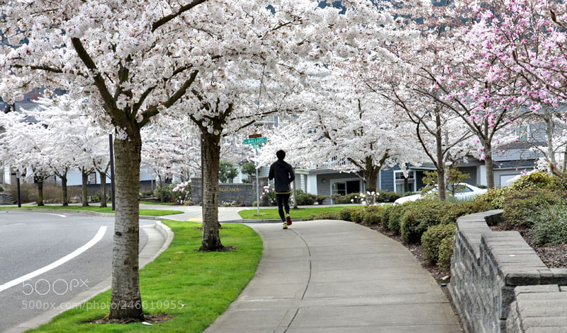 Canon EOS 50D sample photo. Under the cherry blossoms photography