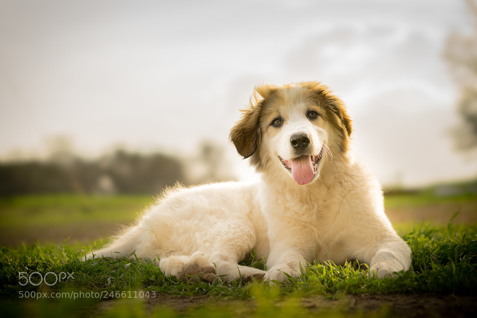 Sony a7 sample photo. 2018: year of the dog photography