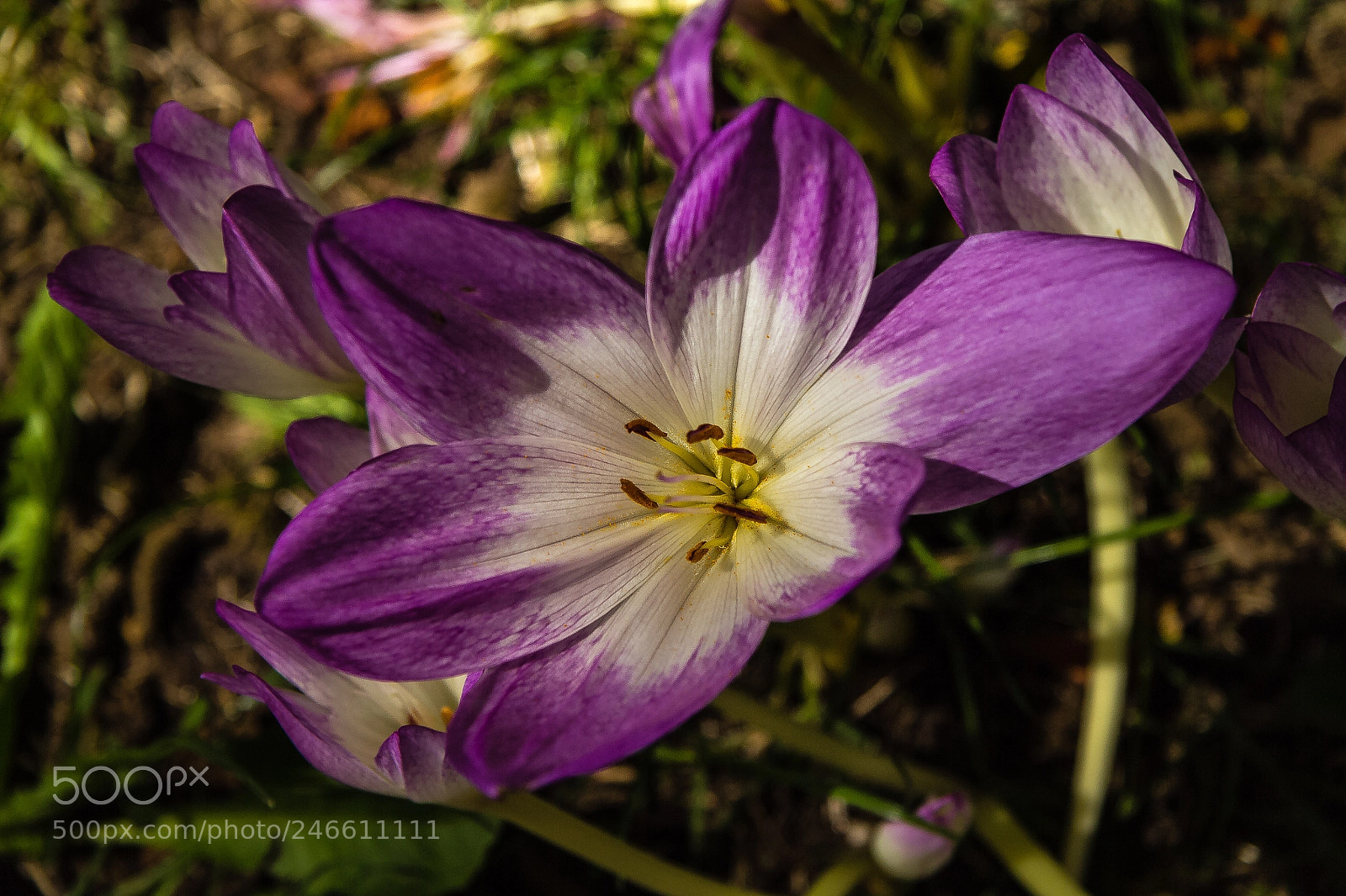 Canon EOS 60D sample photo. Late summer crocus photography