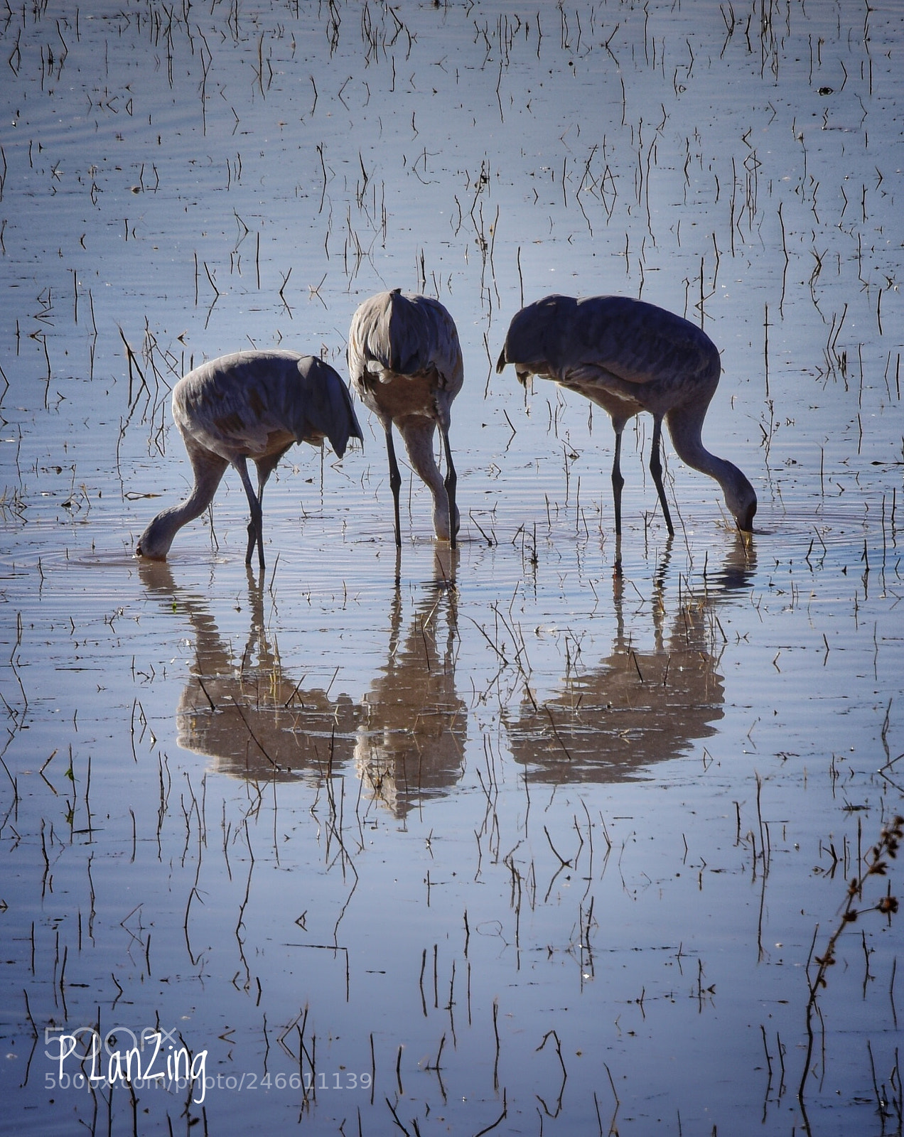Nikon D810 sample photo. Sandhill cranes photography