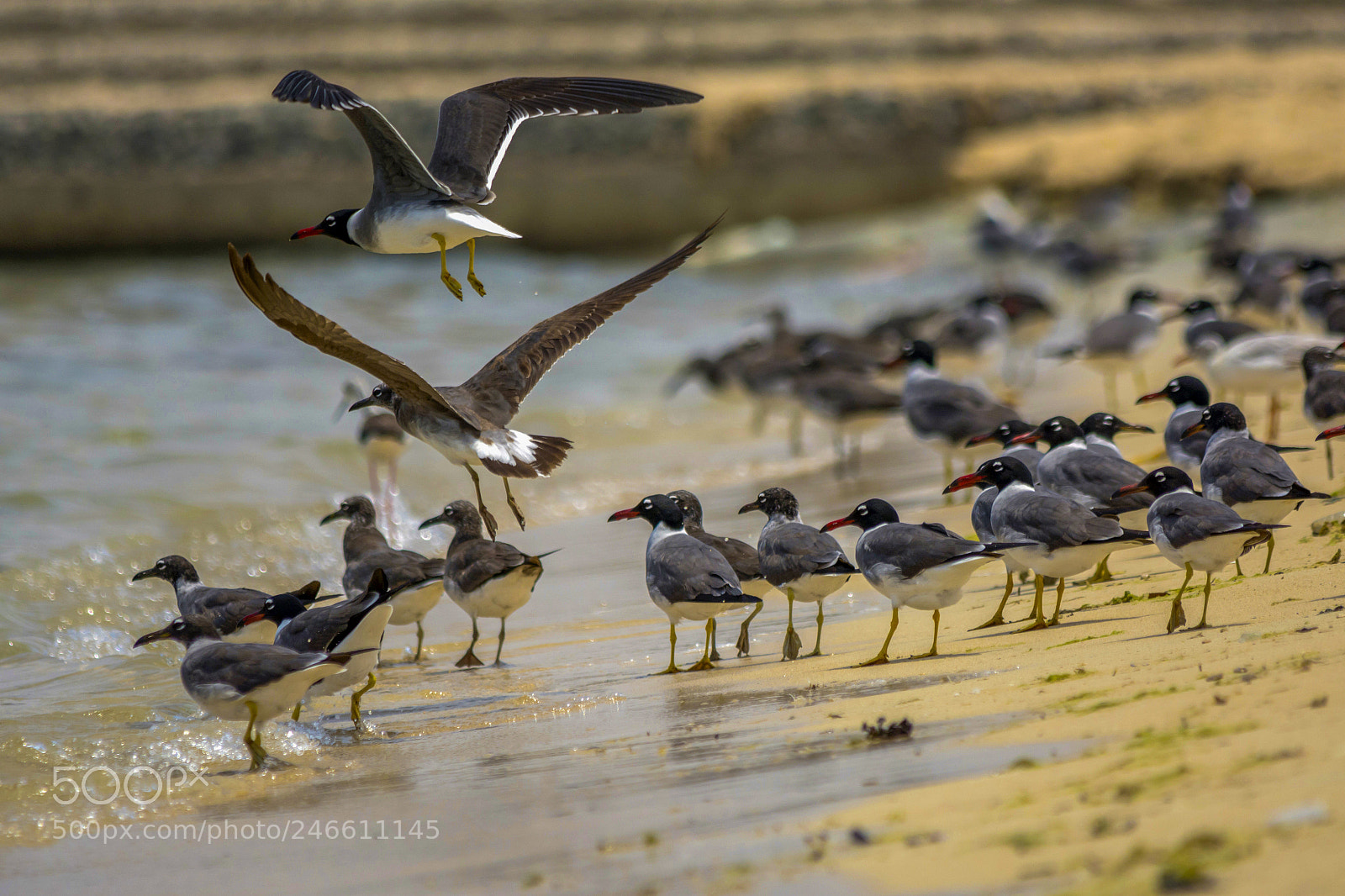 Nikon D7100 sample photo. Sea birds photography