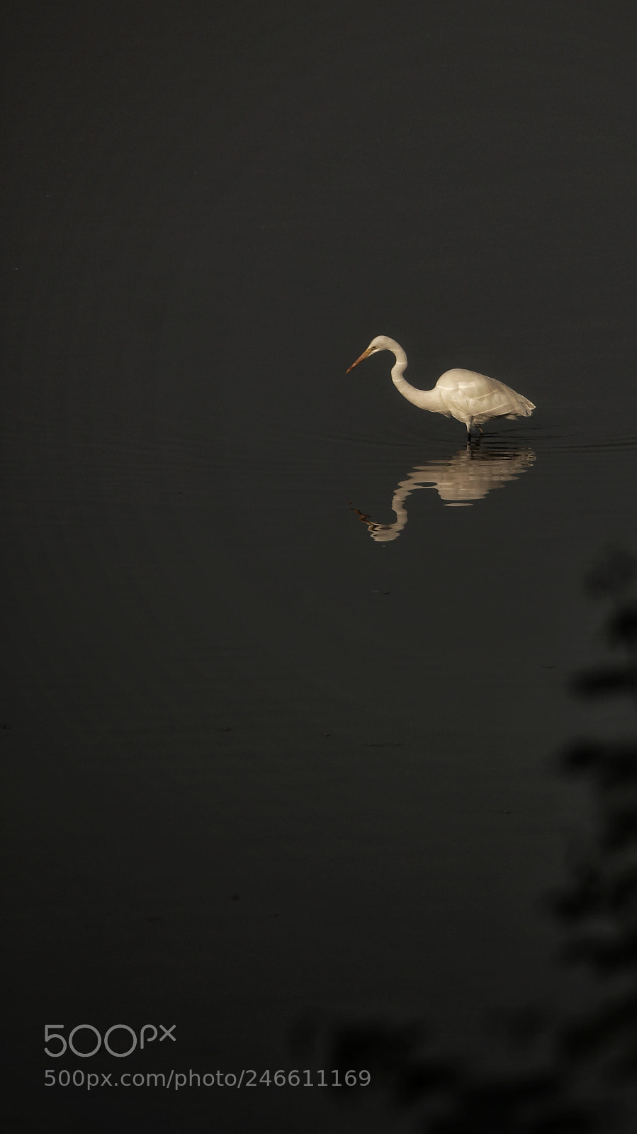 Canon EOS 700D (EOS Rebel T5i / EOS Kiss X7i) sample photo. Egret photography