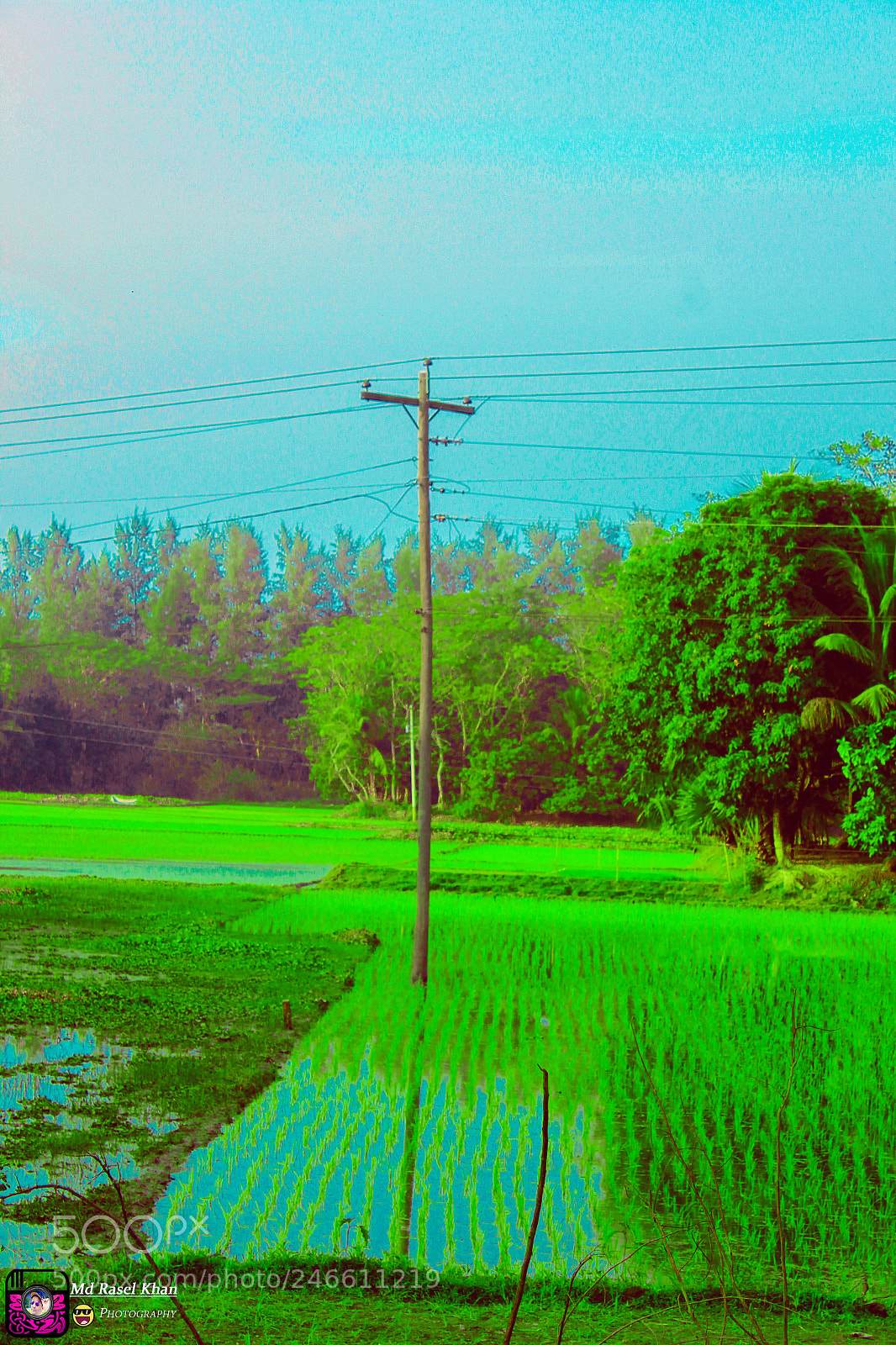 Canon EOS 550D (EOS Rebel T2i / EOS Kiss X4) sample photo. Md rasel khan photography photography