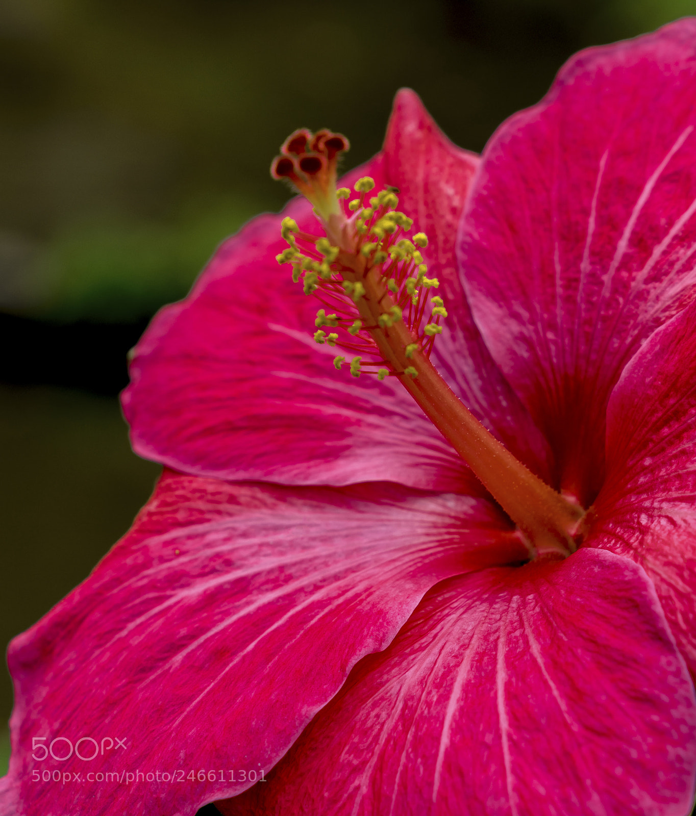 Sony a7R III sample photo. Hibiscus photography