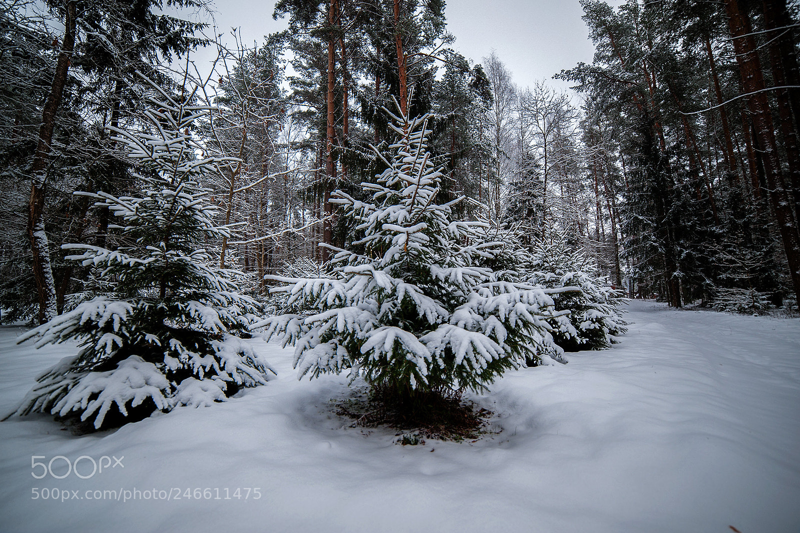Nikon D3 sample photo. Winter photography