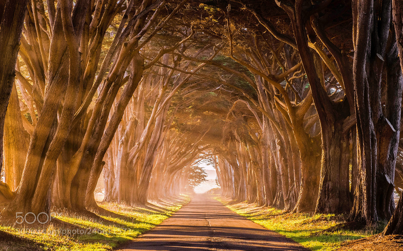 Nikon D810 sample photo. Glowing hedges photography