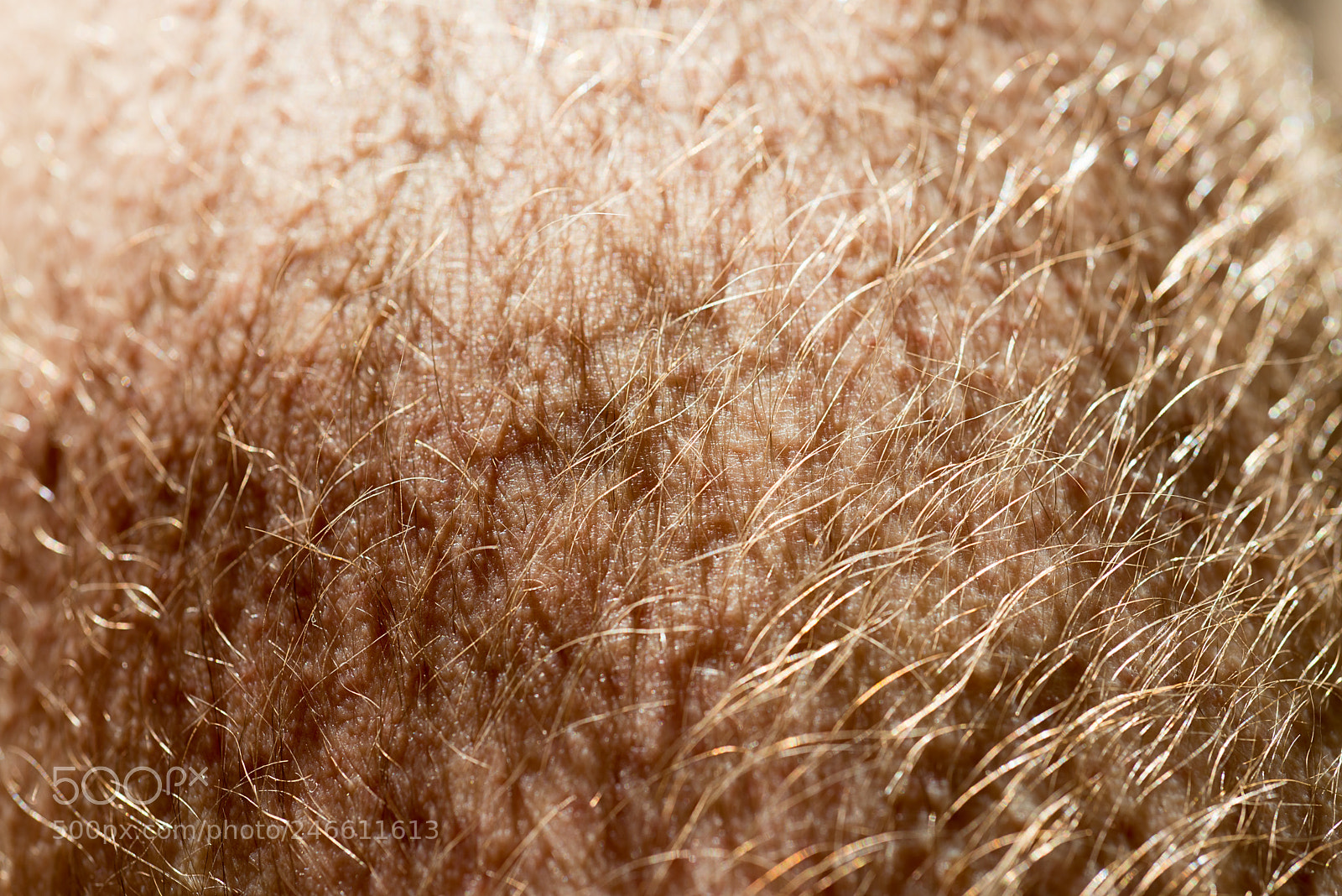 Nikon D800 sample photo. Human skin texture photography
