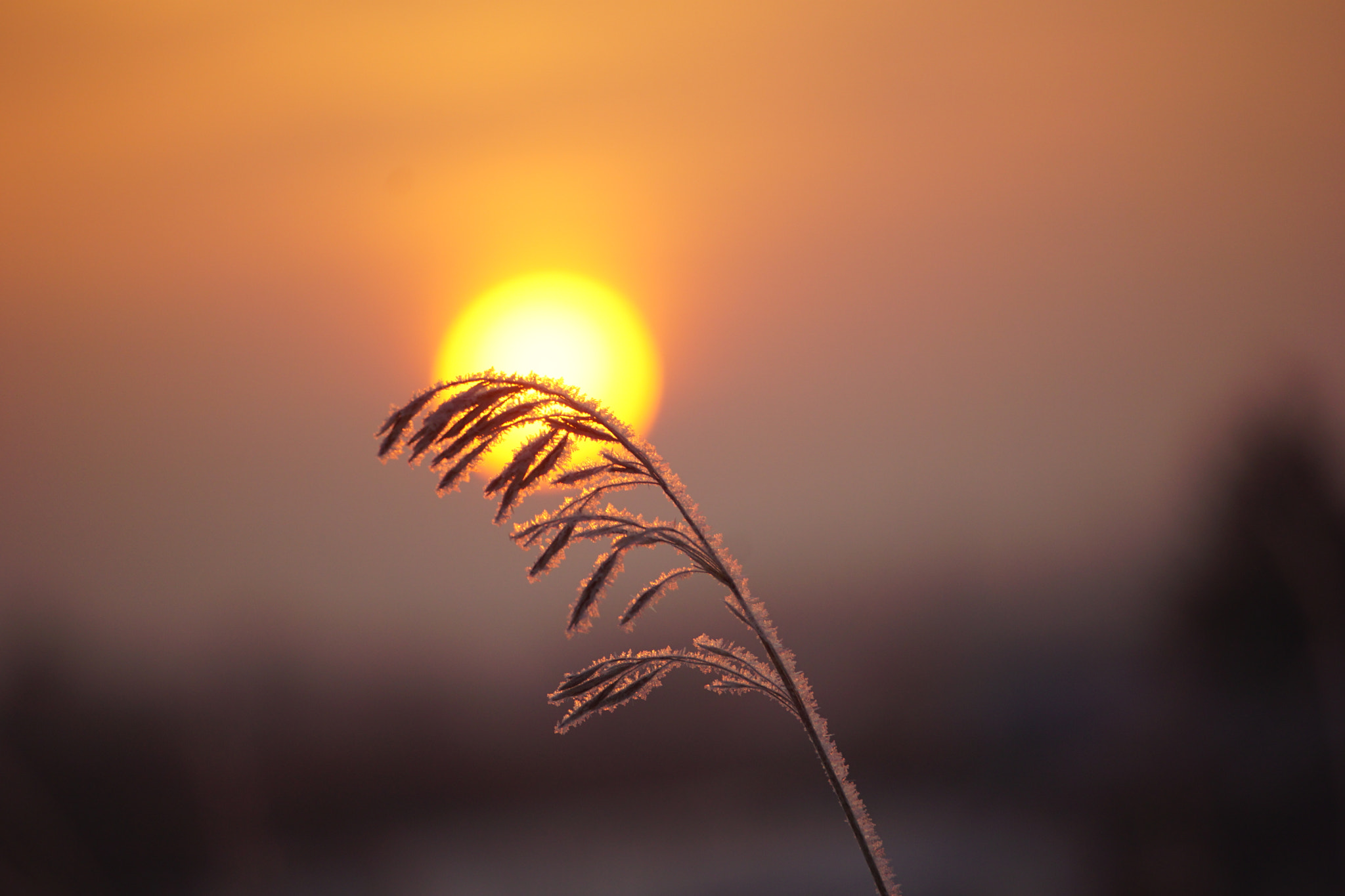 Sony E 55-210mm F4.5-6.3 OSS sample photo. Sunrise. winter. photography