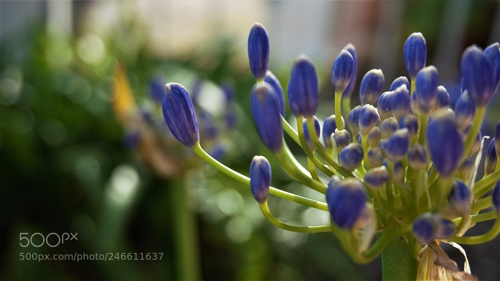 Sony Alpha NEX-6 sample photo. Purple flower photography
