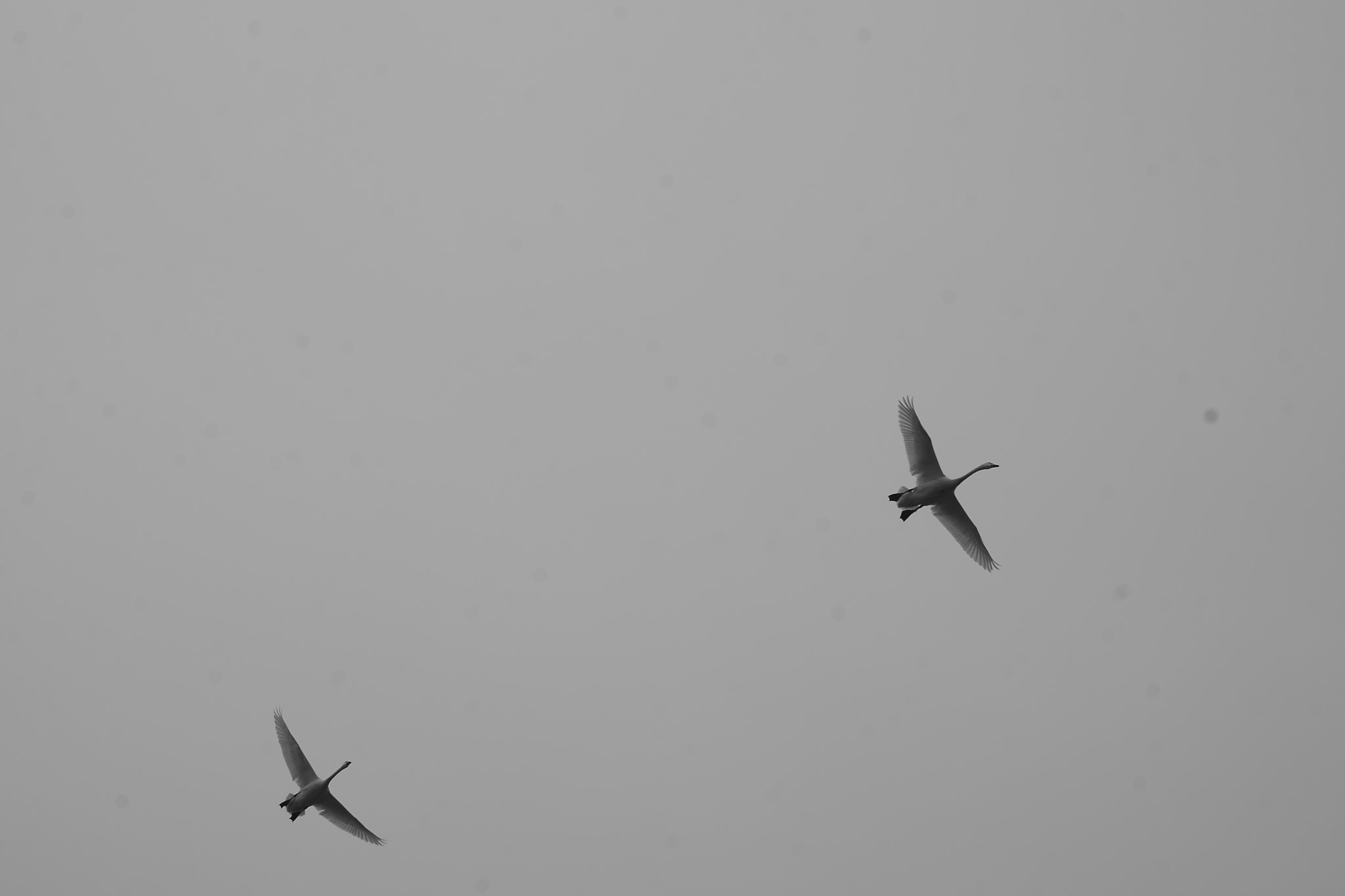 Nikon D610 sample photo. Swan photography