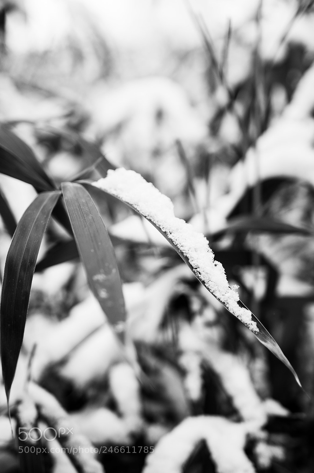 Pentax K-3 sample photo. Coexistence photography