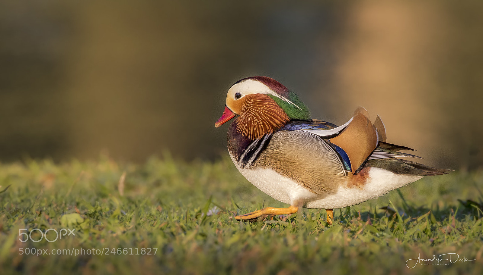 Canon EOS 7D Mark II sample photo. Mandarin duck photography