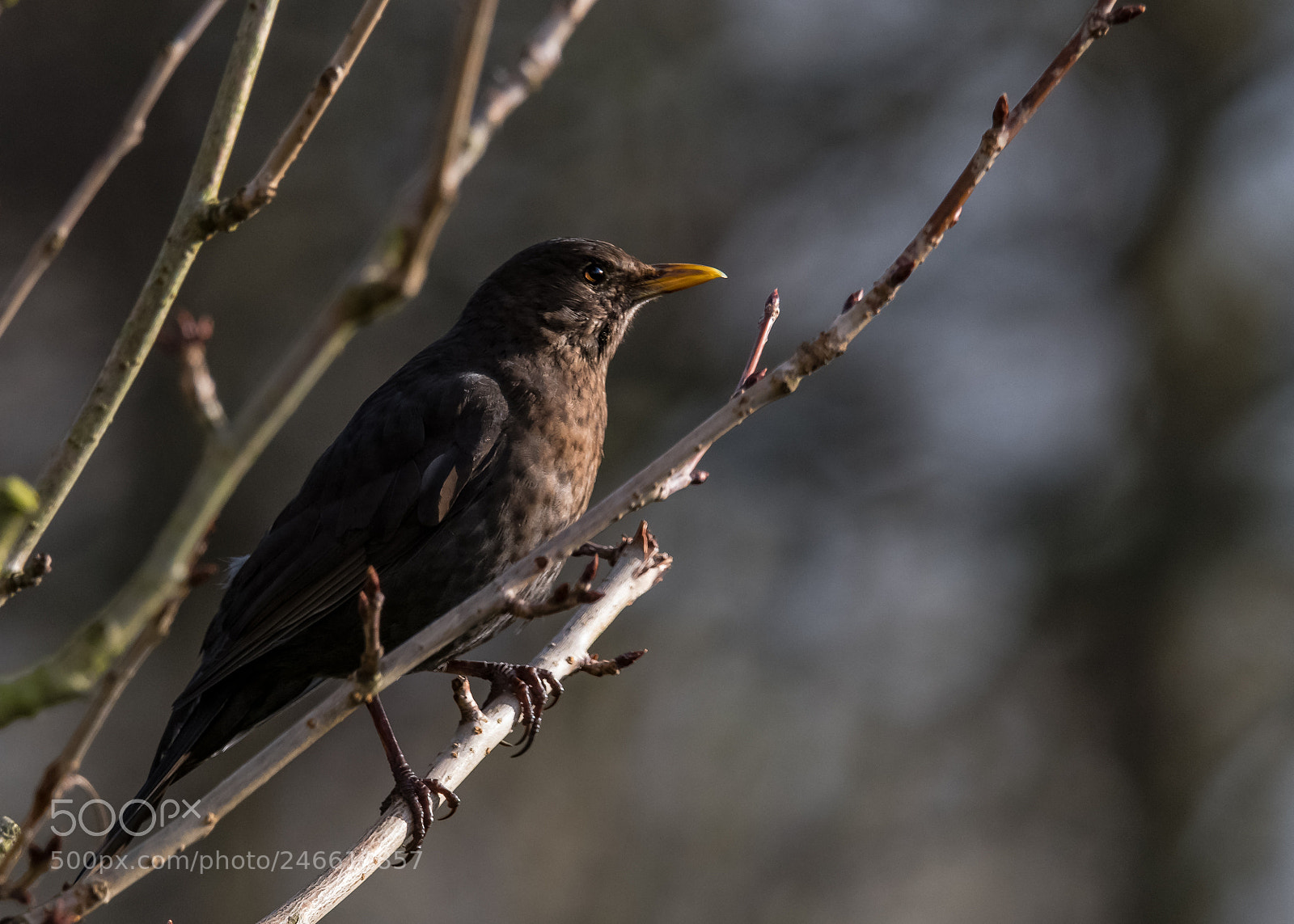 Nikon D850 sample photo. Sunlit blackbird photography