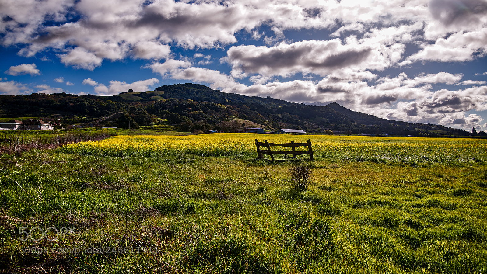 Nikon D850 sample photo. Mustard fields off petaluma photography