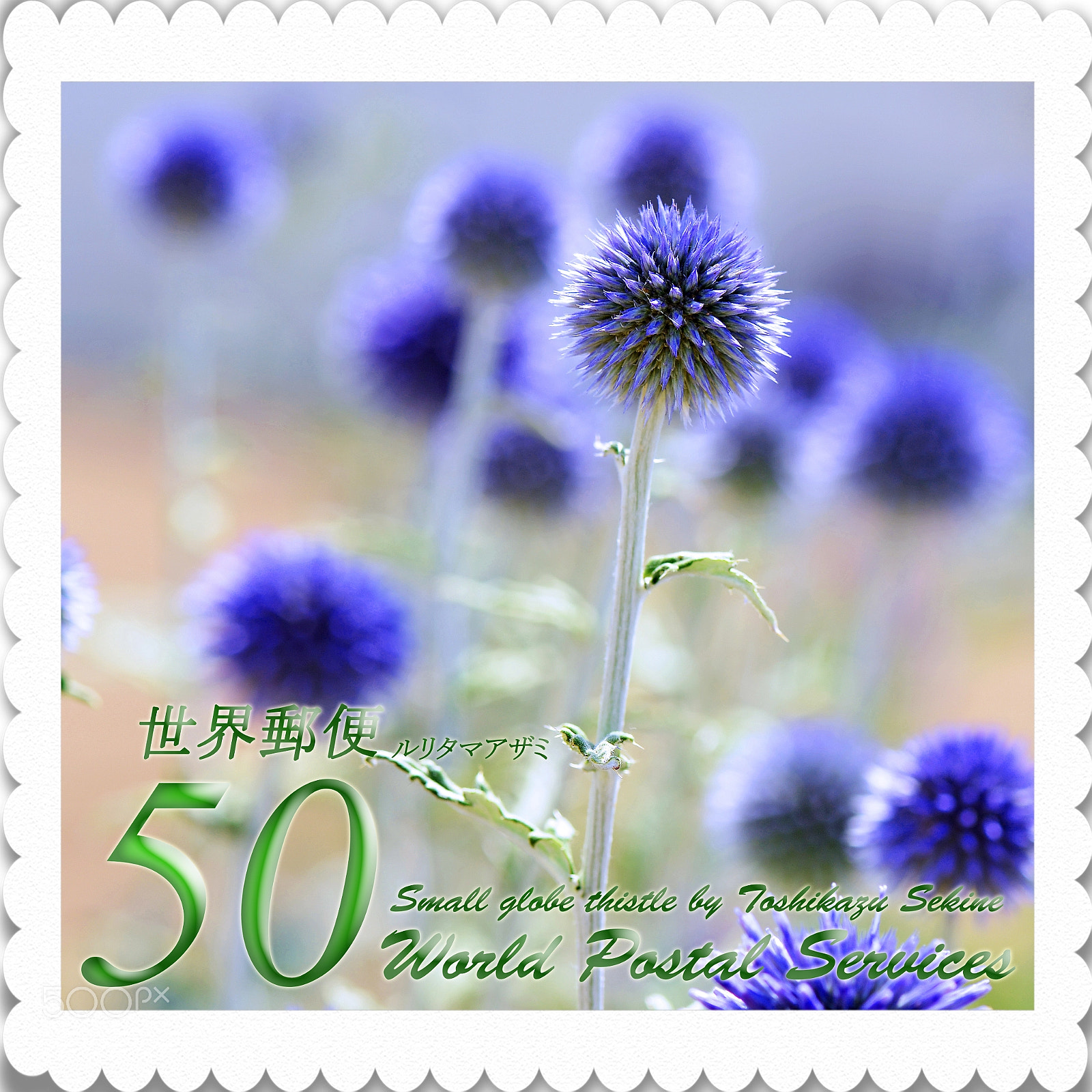 Nikon D800 sample photo. Small globe thistle photography