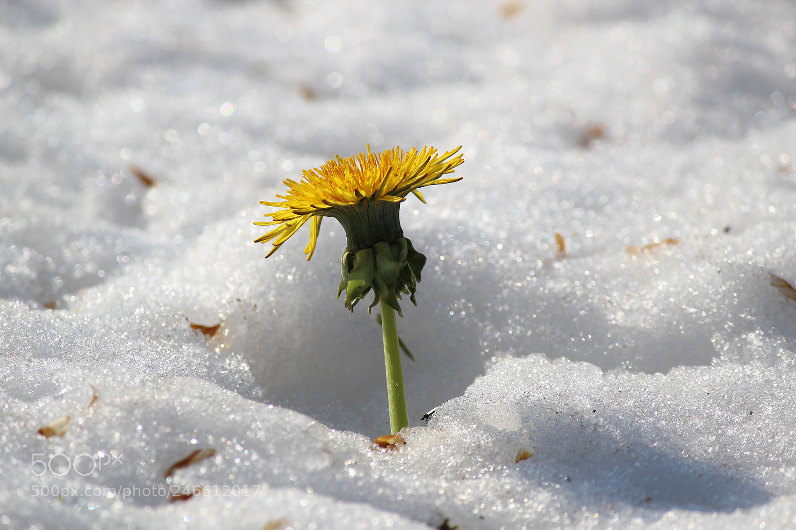 Canon EOS 600D (Rebel EOS T3i / EOS Kiss X5) sample photo. The spring is stronger! photography