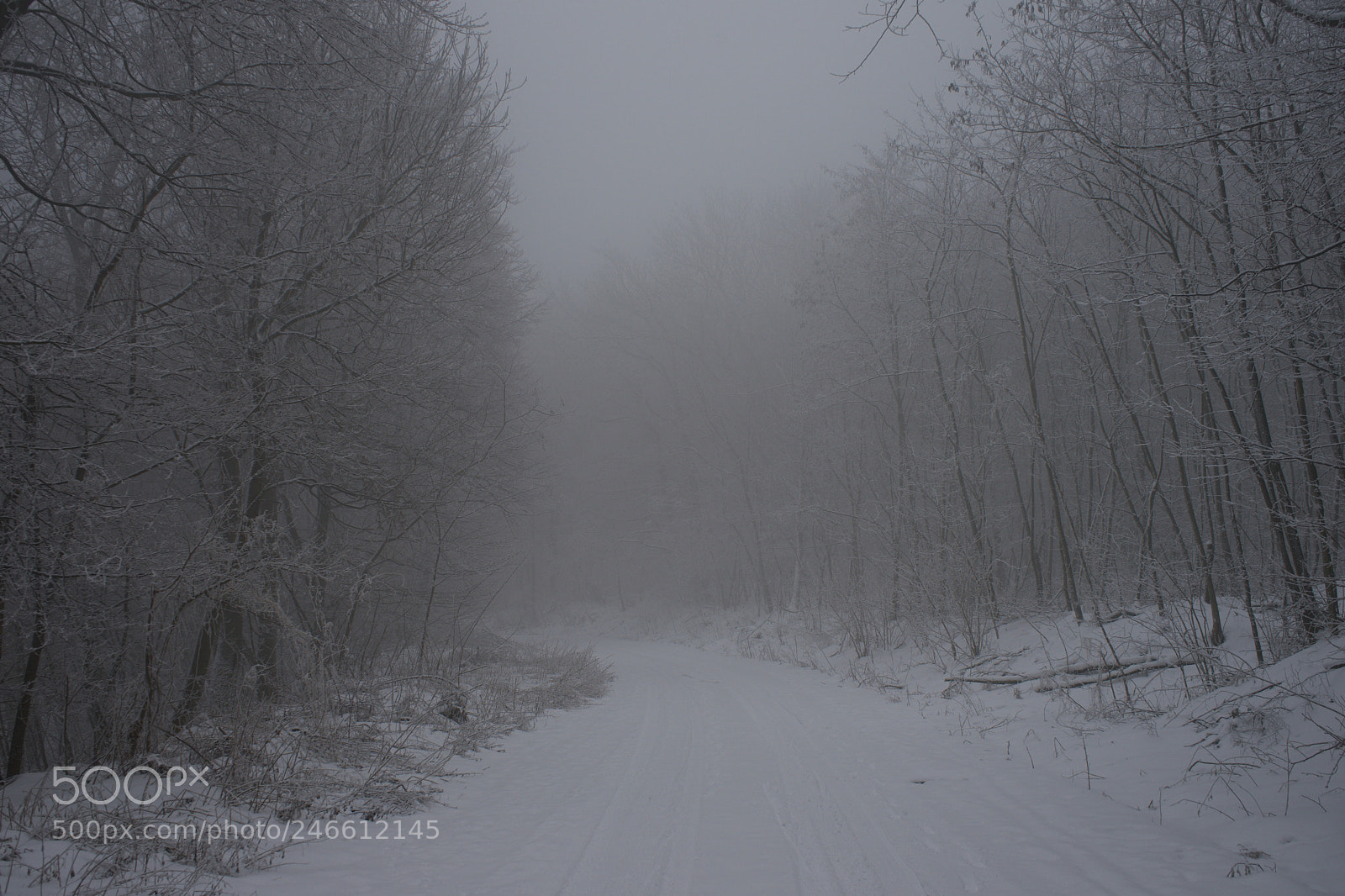 Sony a7 sample photo. Road into winter forest photography