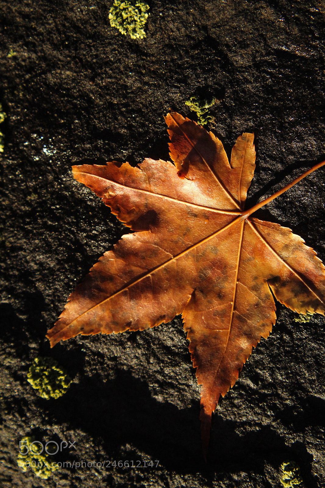 Canon EOS 1300D (EOS Rebel T6 / EOS Kiss X80) sample photo. Leaf in mud photography