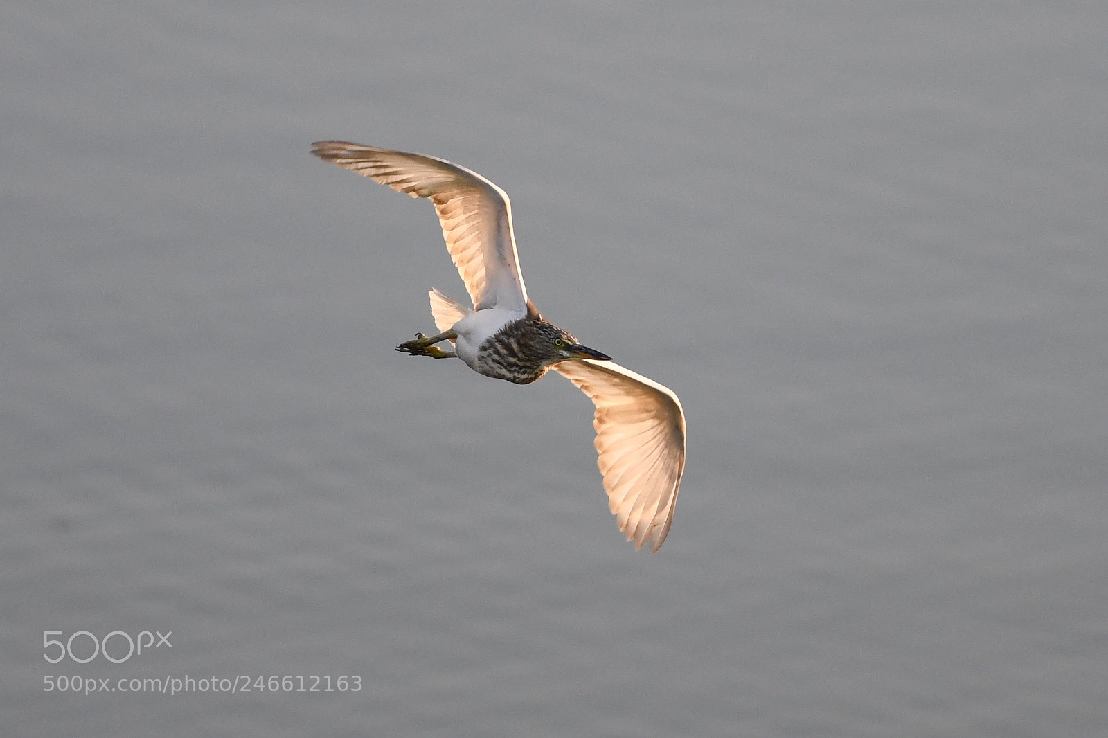 Nikon D850 sample photo. Wings photography