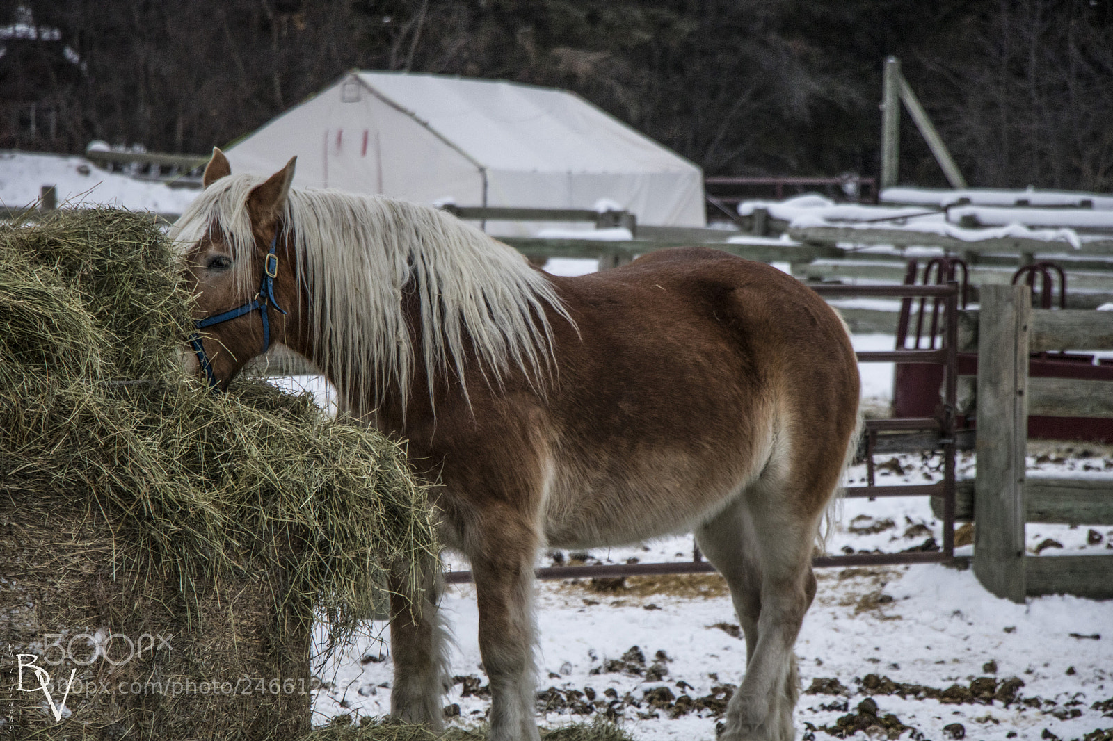 Canon EOS 760D (EOS Rebel T6s / EOS 8000D) sample photo. Winter horse photography