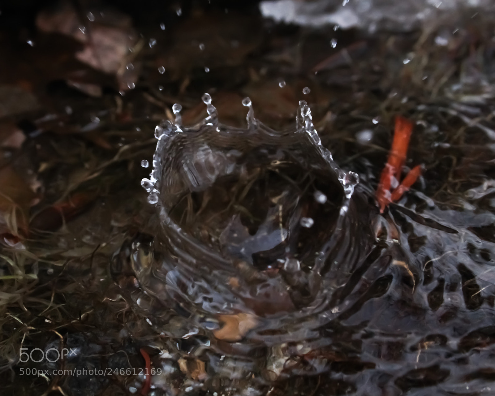 Canon EOS 1300D (EOS Rebel T6 / EOS Kiss X80) sample photo. Waterdrops photography