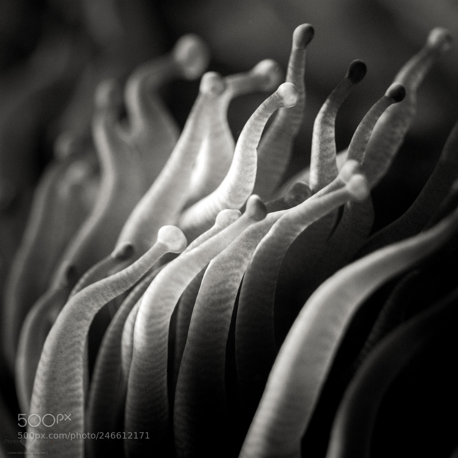 Nikon D7100 sample photo. Tentacles photography