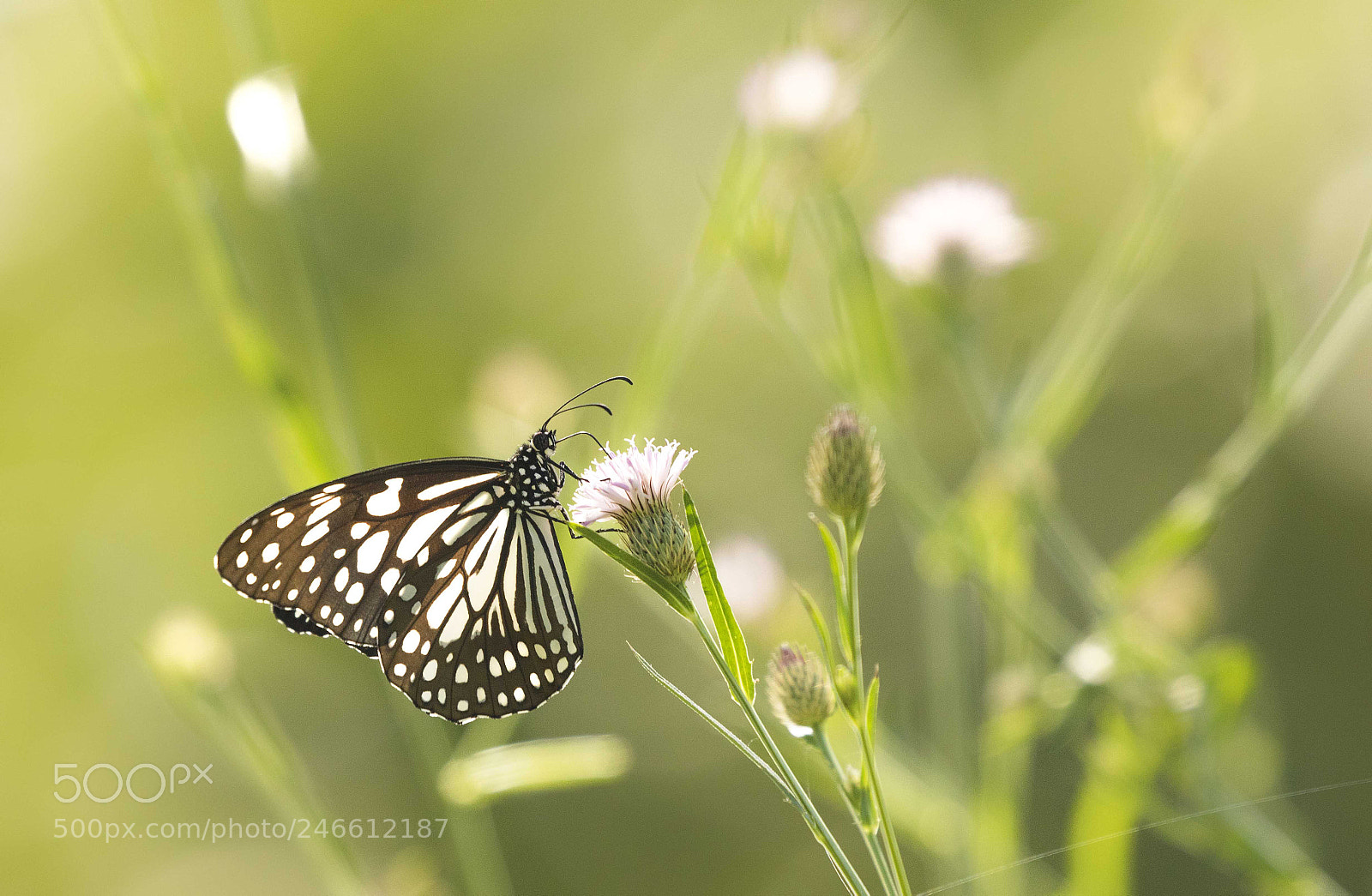 Canon EOS 7D Mark II sample photo. "blue tiger" photography