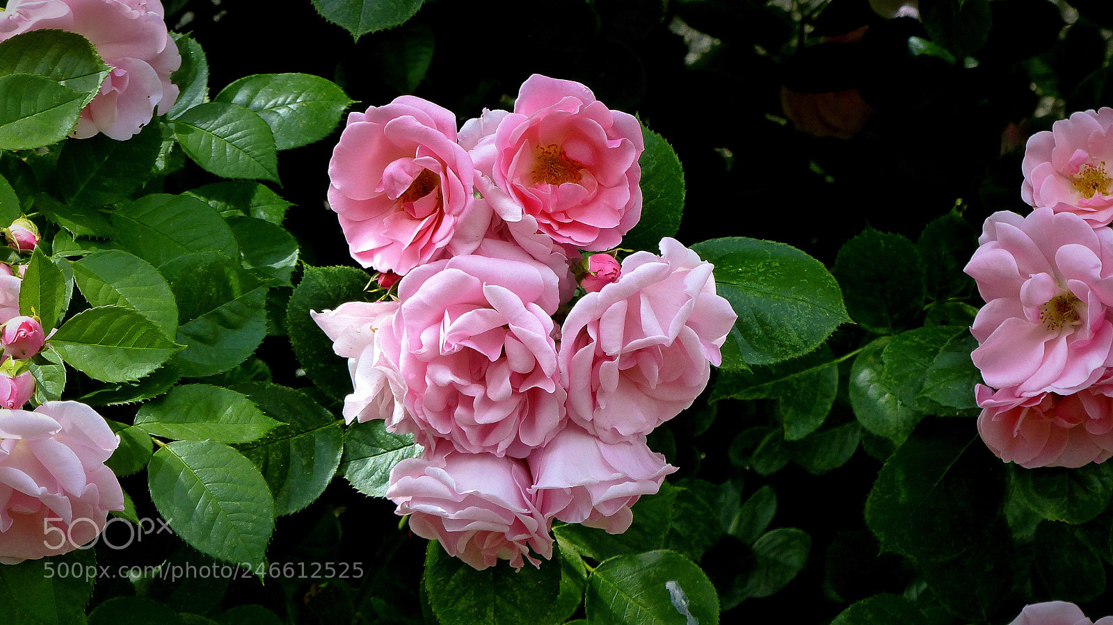 Panasonic Lumix DMC-FZ200 sample photo. Pink roses. photography