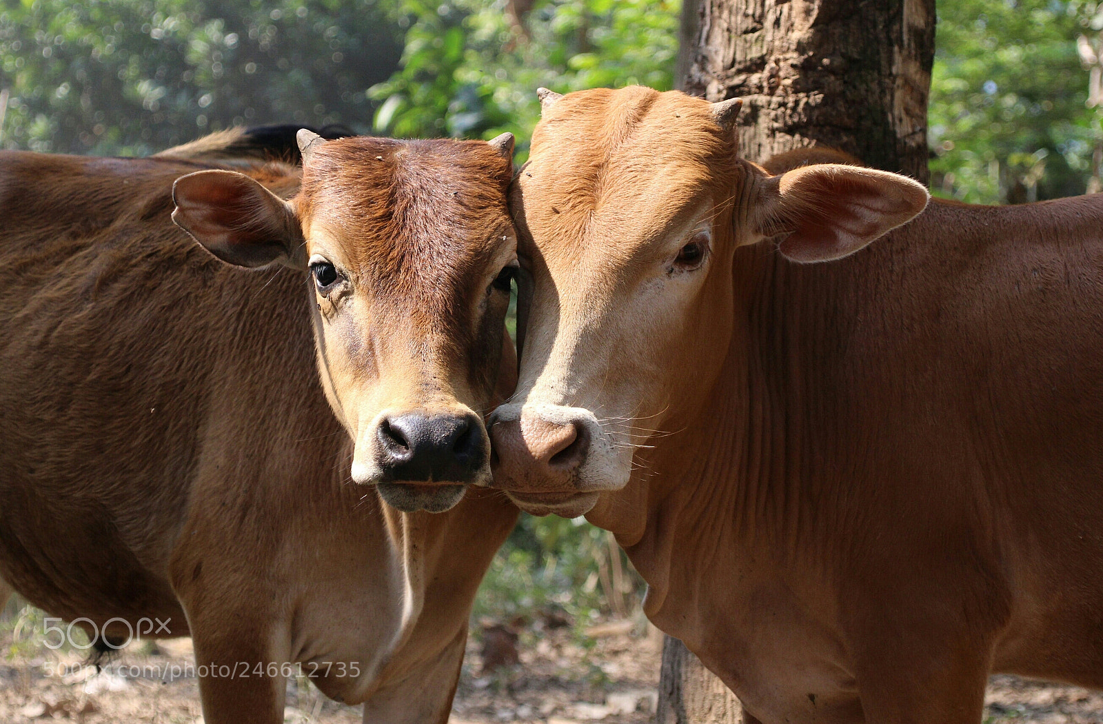 Canon EOS 100D (EOS Rebel SL1 / EOS Kiss X7) sample photo. Cows in love photography
