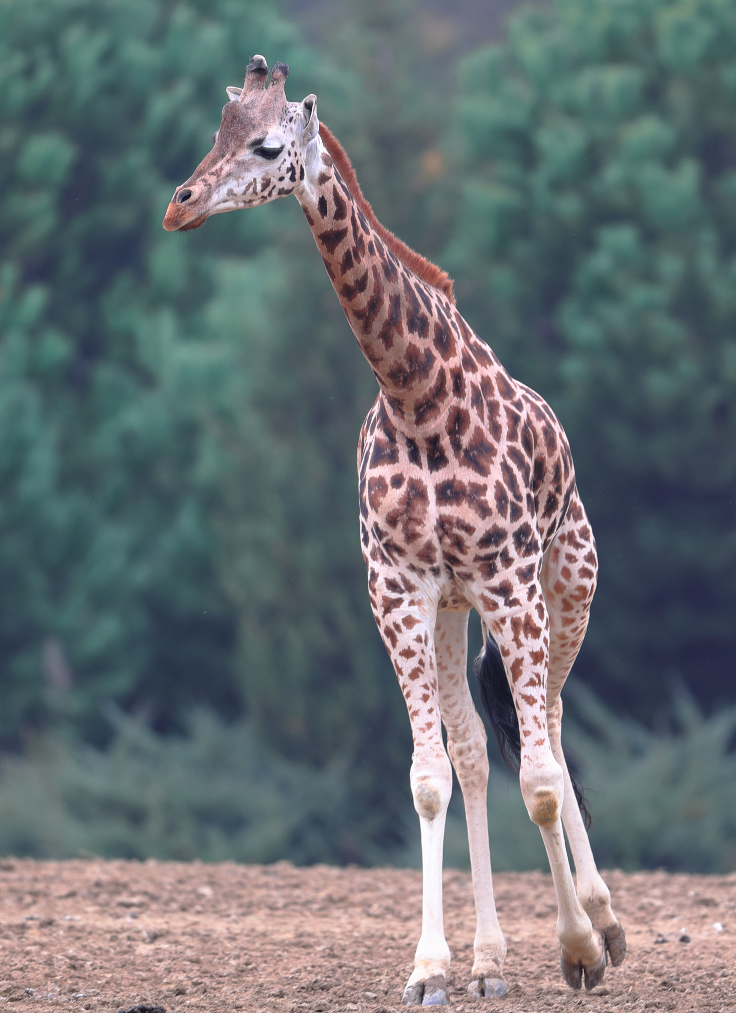 Canon EOS-1D X Mark II + Canon EF 600mm F4L IS II USM sample photo. Long photography