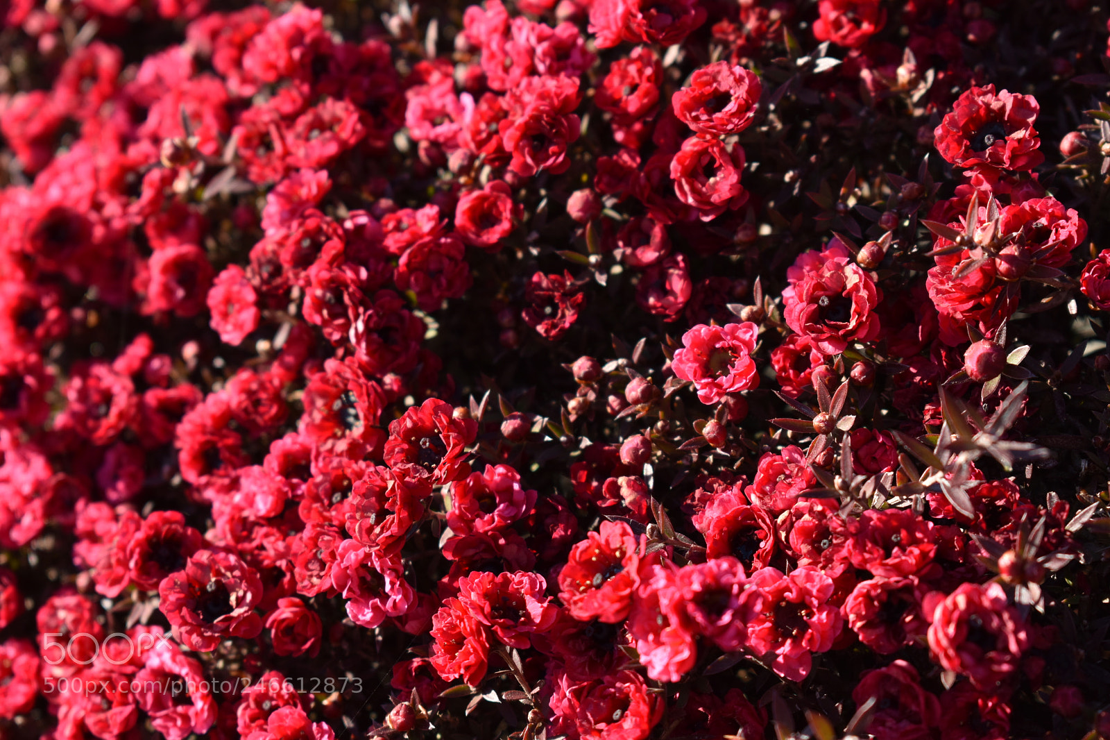 Nikon D3400 sample photo. Red burst photography