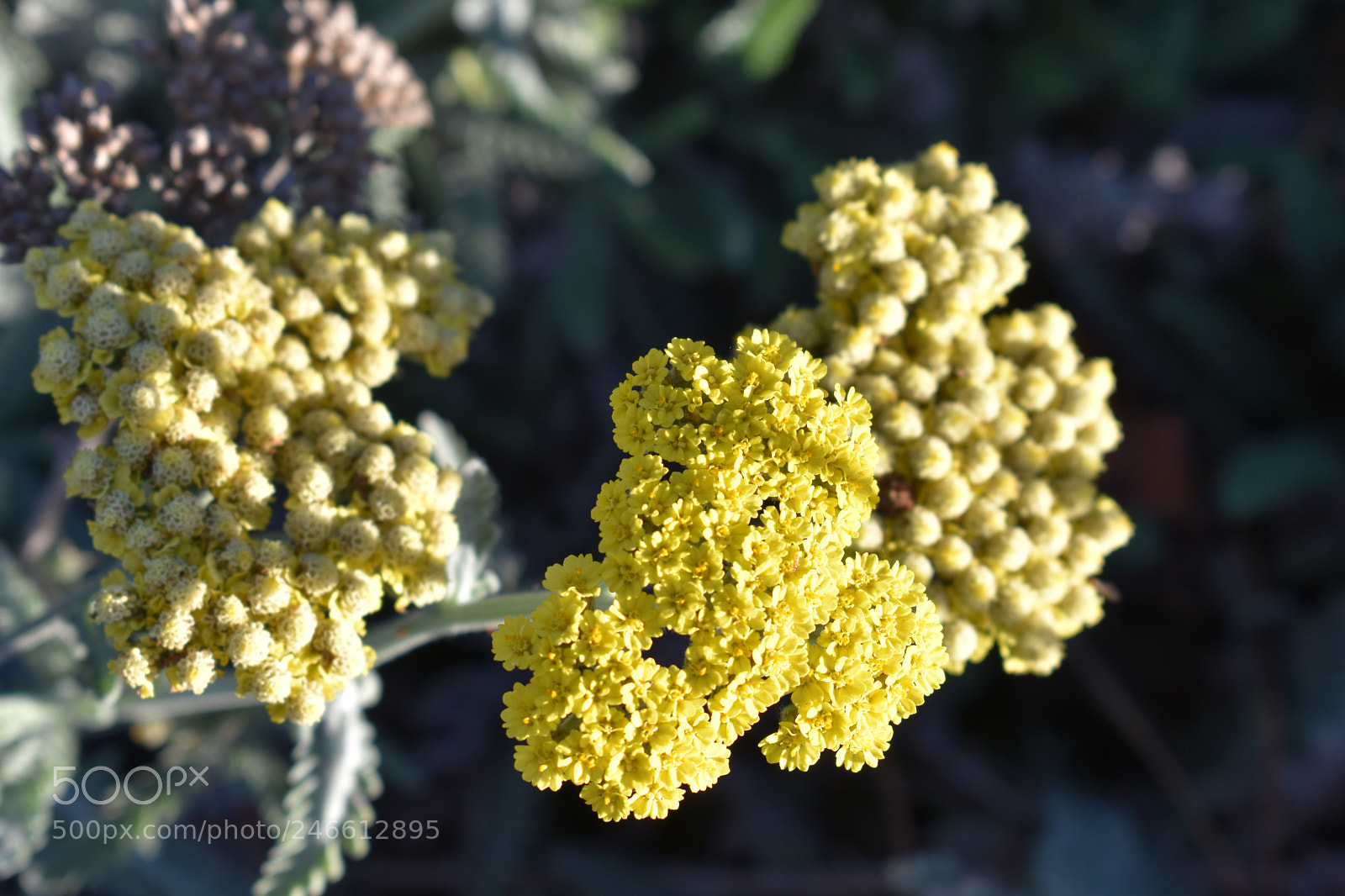 Nikon D3400 sample photo. Yellow bunches photography