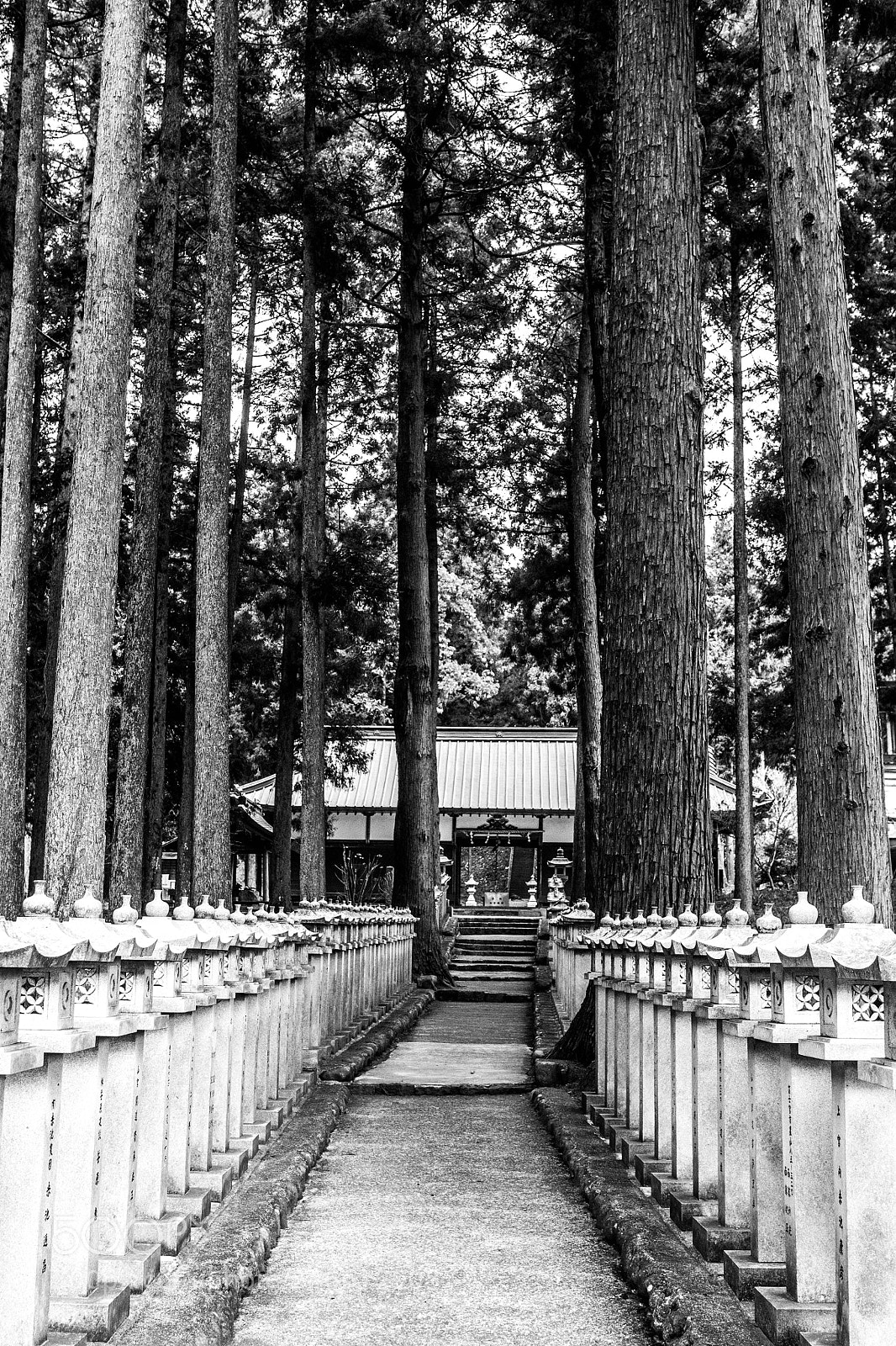 Nikon D5600 sample photo. Shrine dedicated to mt photography