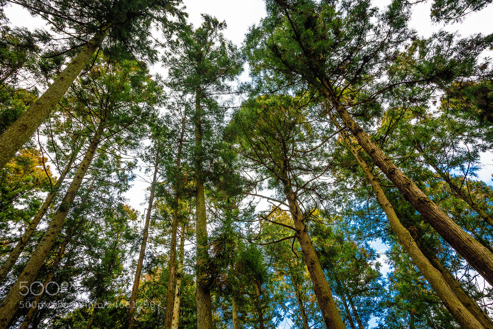 Nikon D5600 sample photo. Trees in a shrine photography