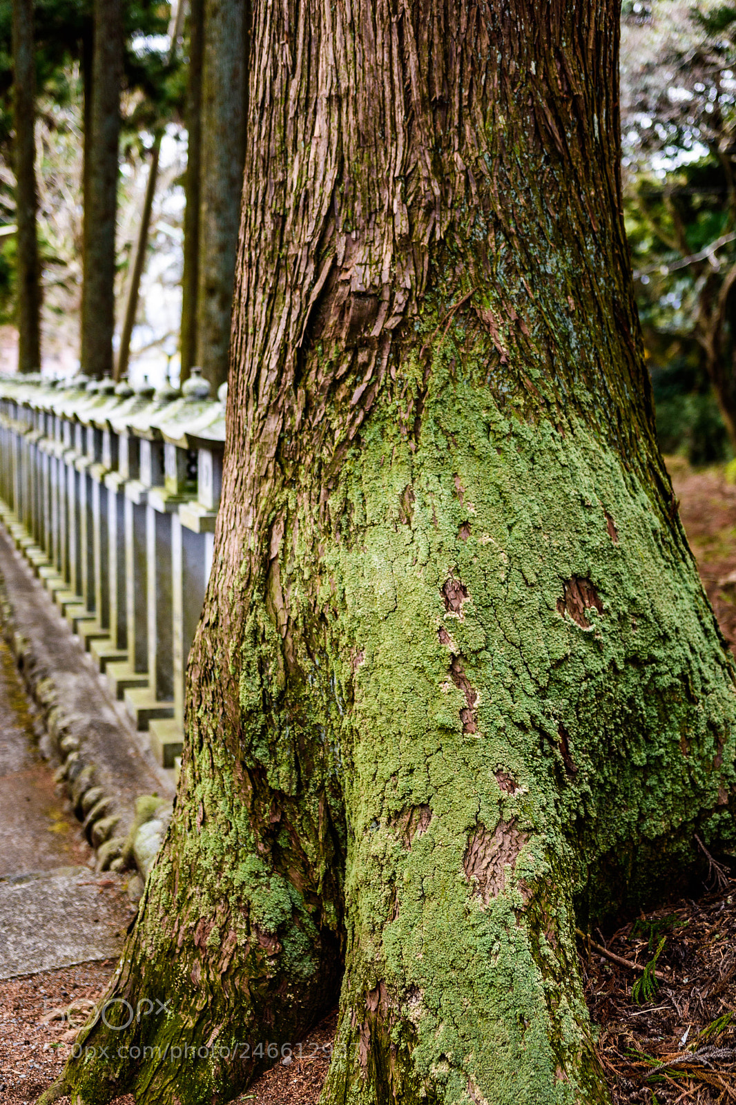 Nikon D5600 sample photo. Shrine dedicated to mt photography