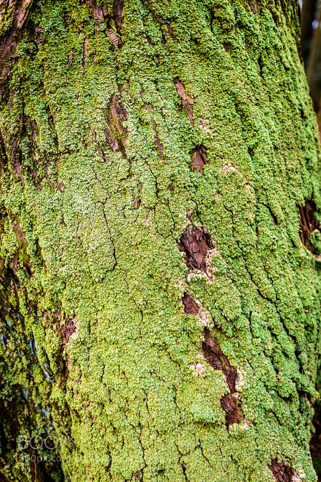 Nikon D5600 sample photo. Texture on an old photography