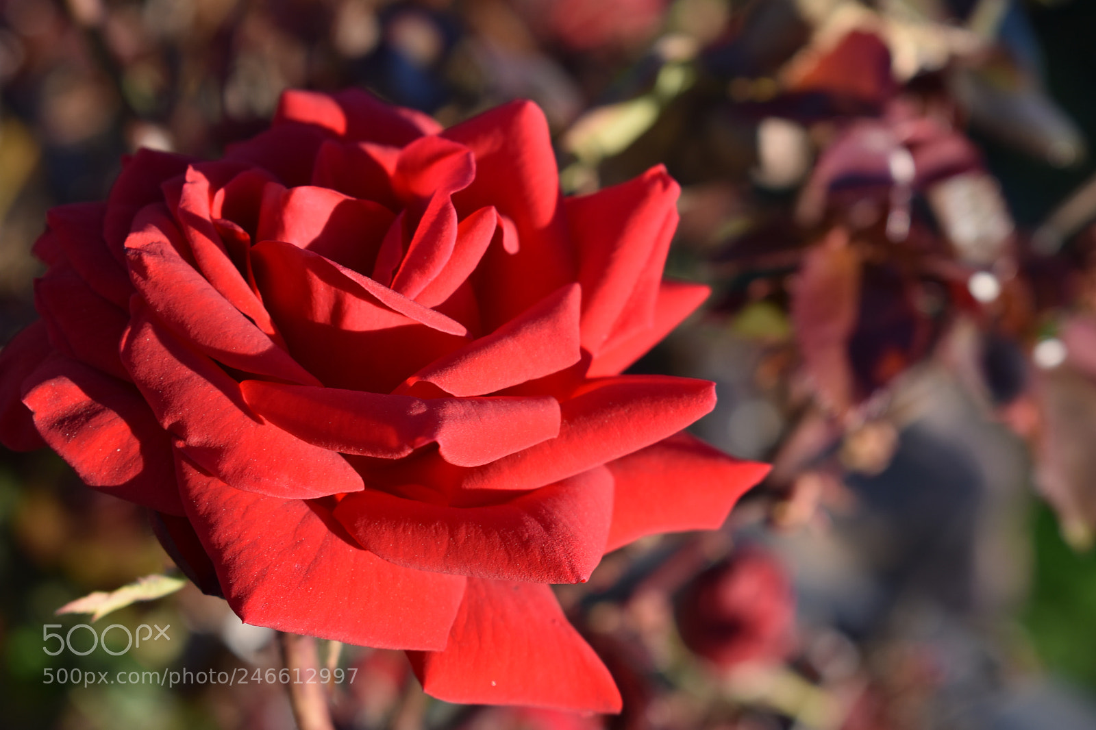 Nikon D3400 sample photo. Rose photography