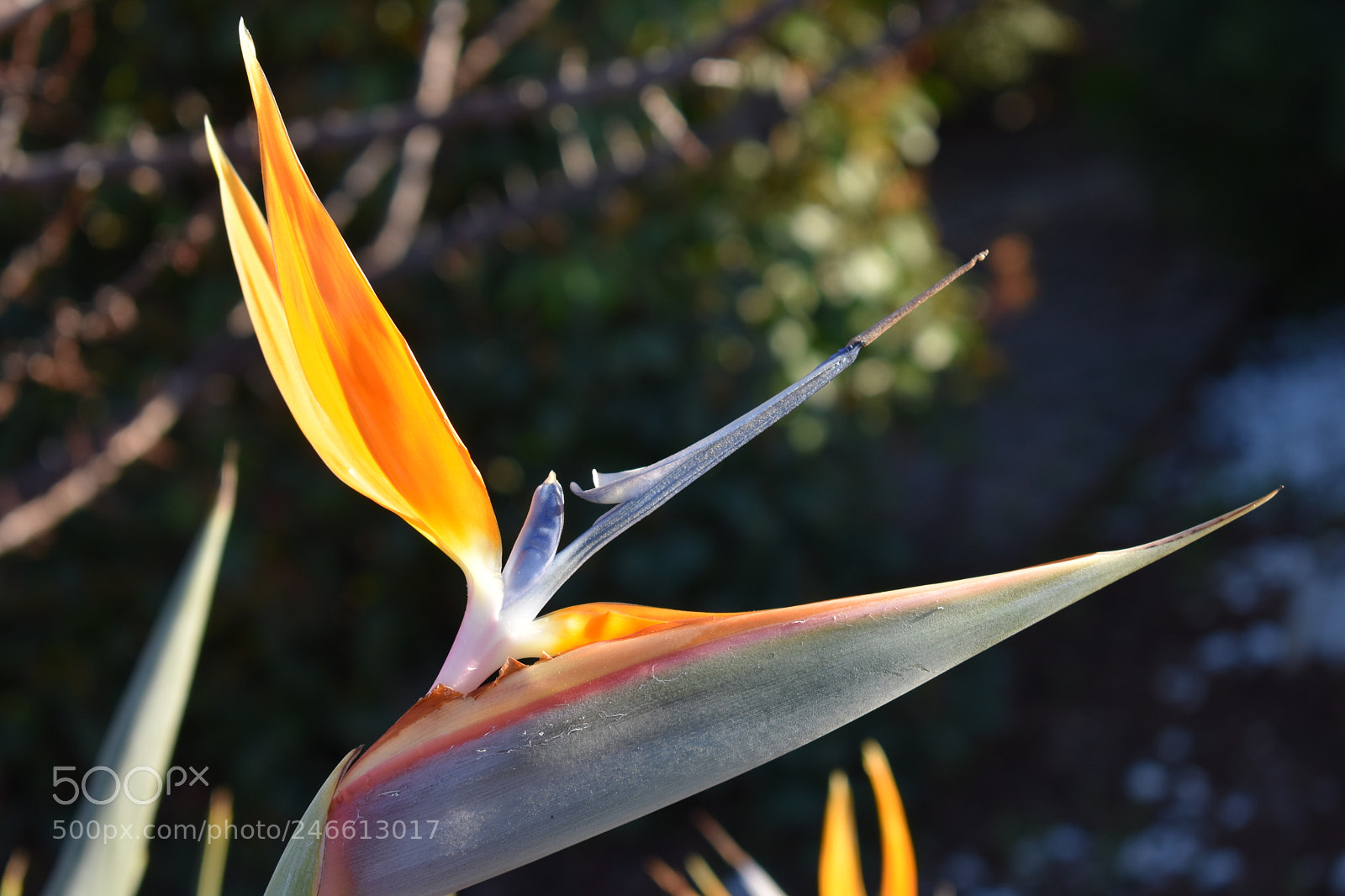 Nikon D3400 sample photo. Bird of paradise photography